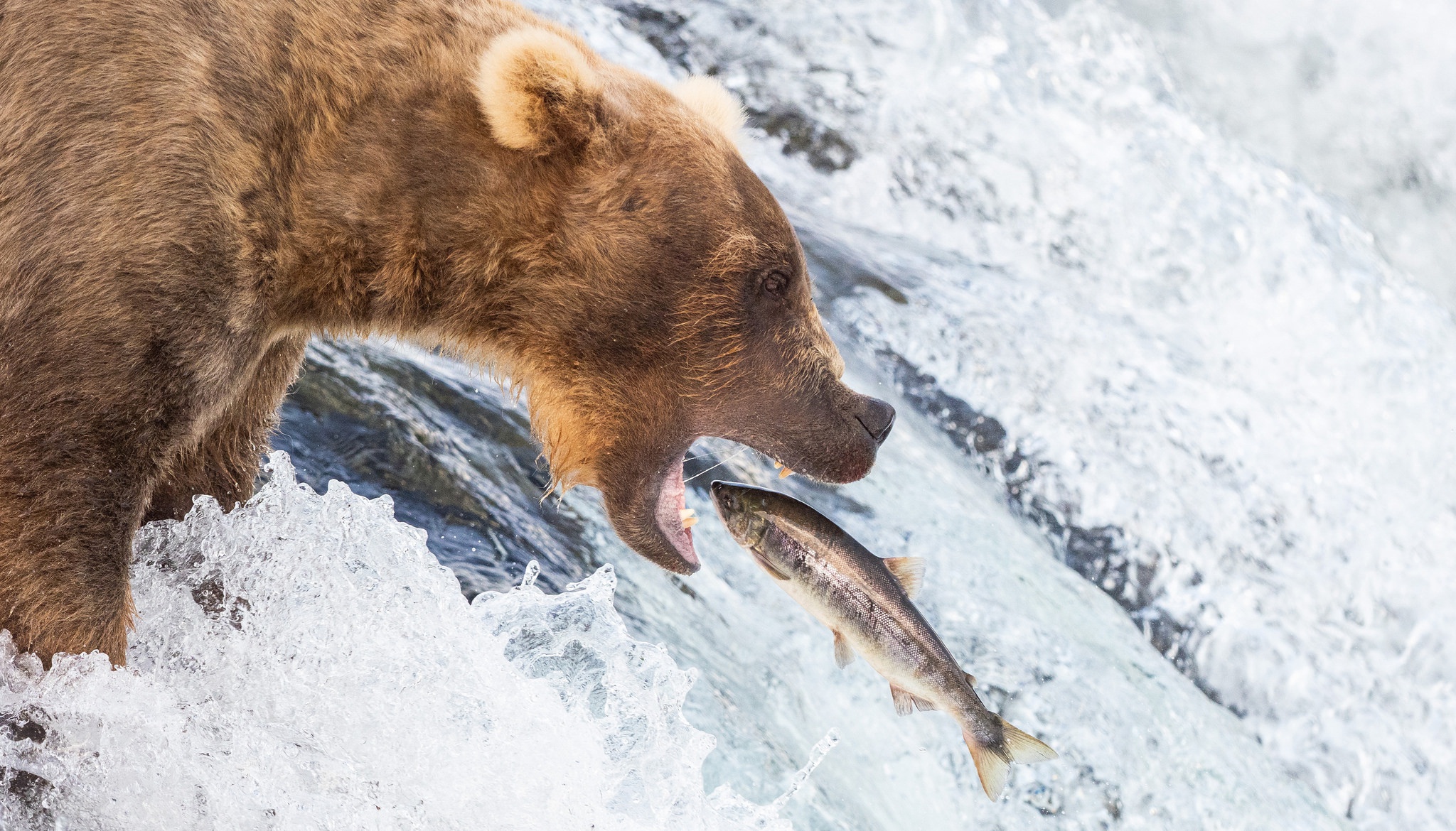 473890 Bild herunterladen tiere, grizzlybär, fisch, grizzly, bären - Hintergrundbilder und Bildschirmschoner kostenlos