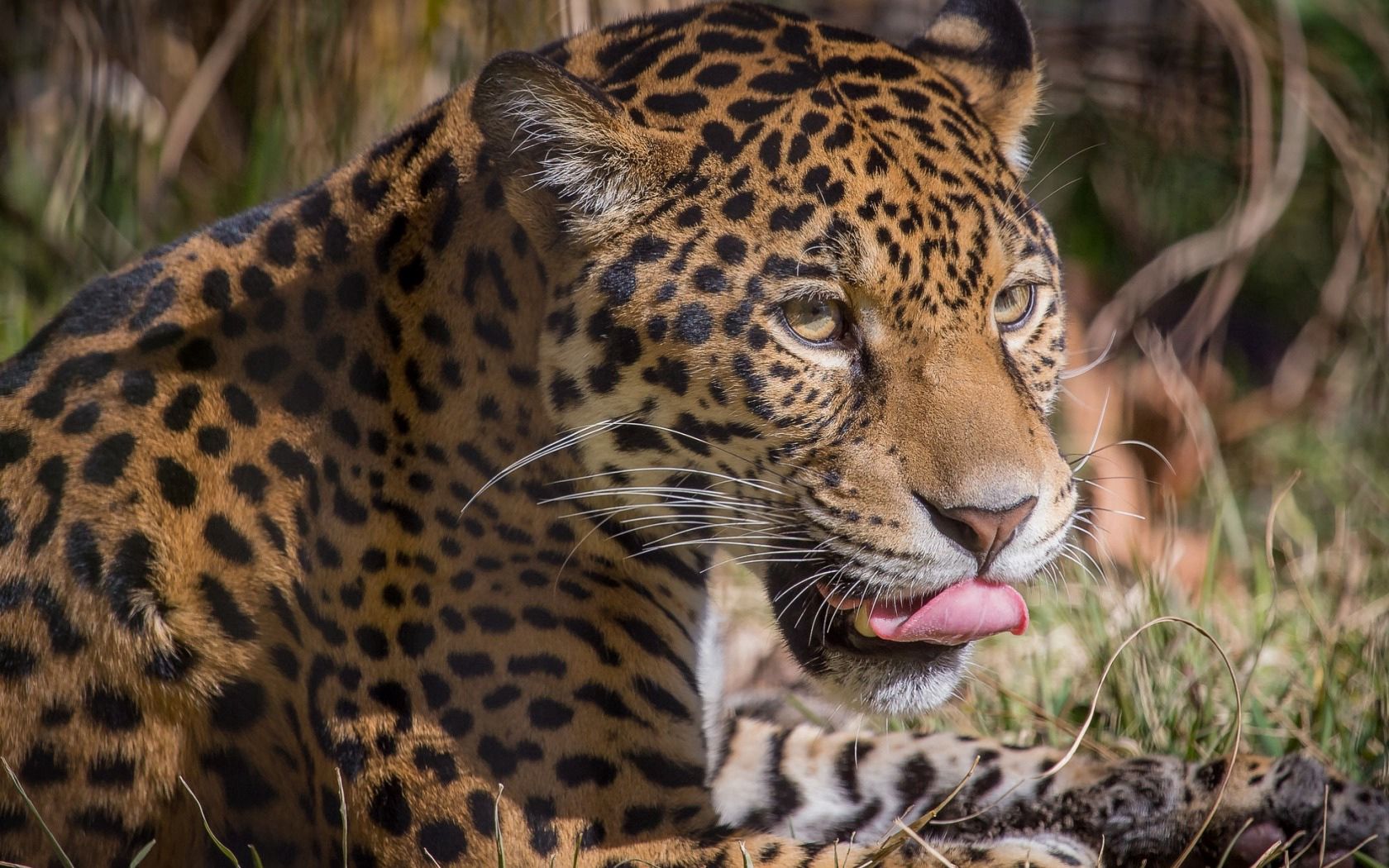 50534 descargar imagen animales, leopardo, depredador, gato grande, lame, lamido: fondos de pantalla y protectores de pantalla gratis