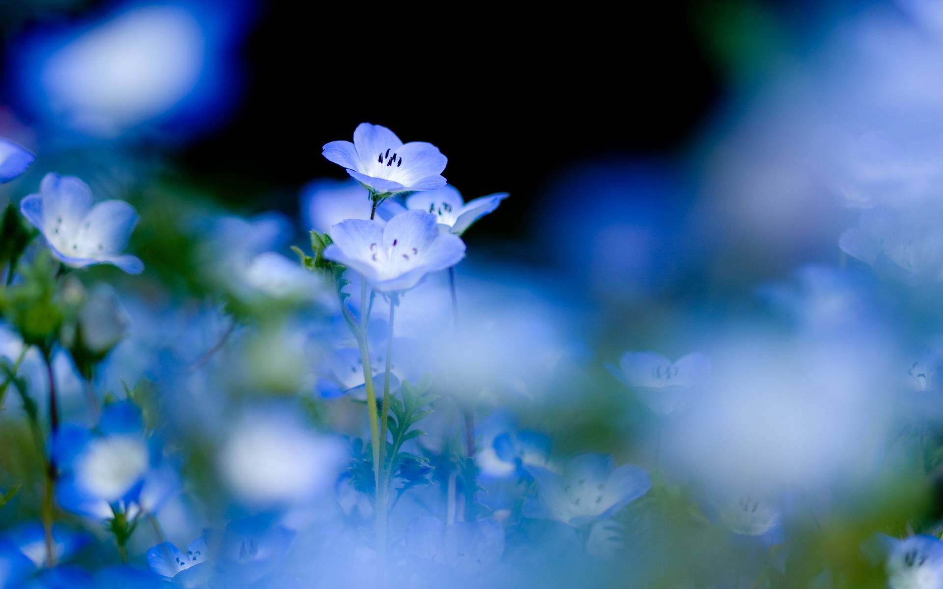 flowers, blue, plants