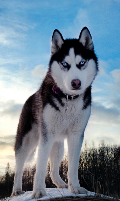 Download mobile wallpaper Dogs, Animal, Husky for free.