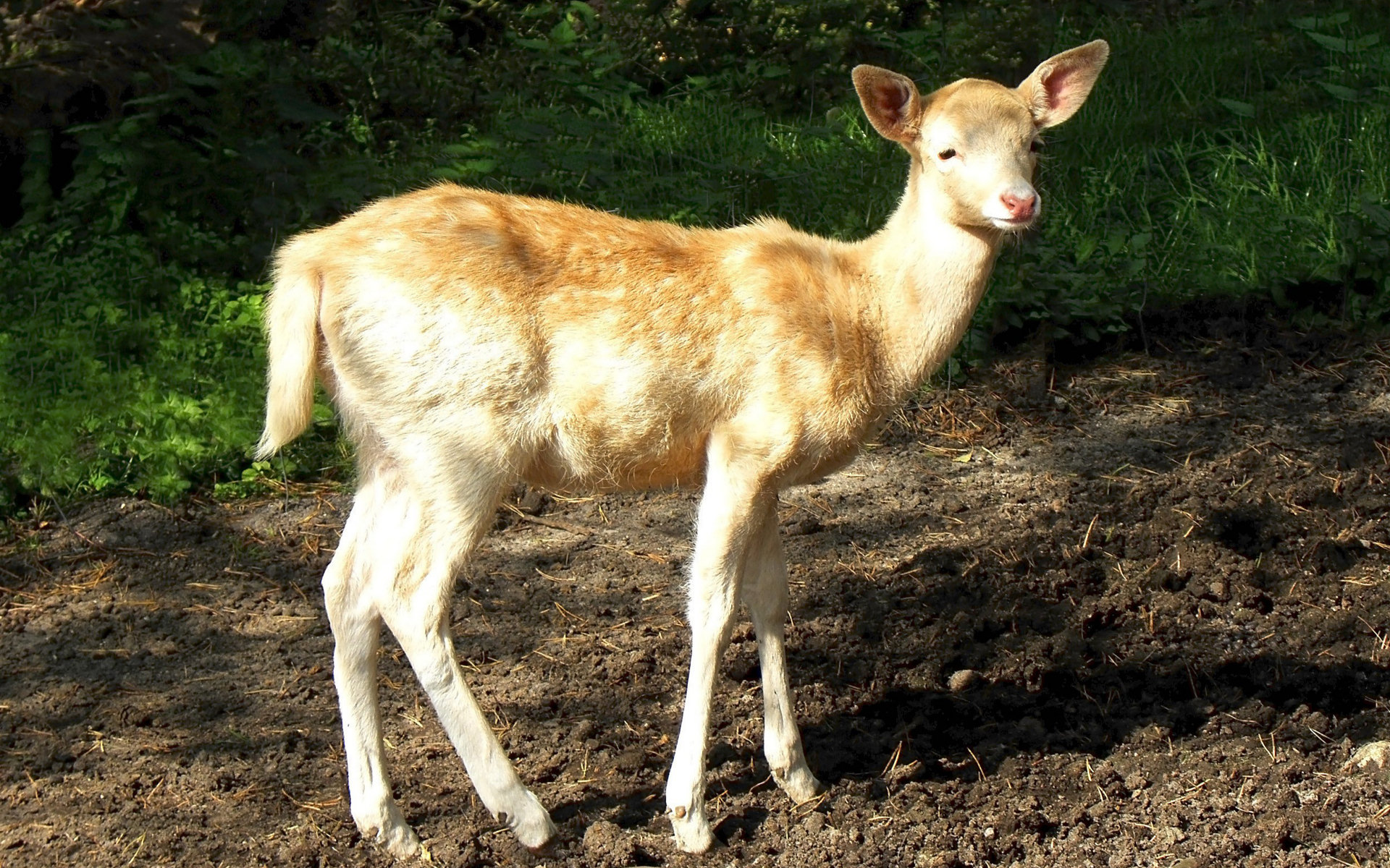 Descarga gratuita de fondo de pantalla para móvil de Animales, Venado.