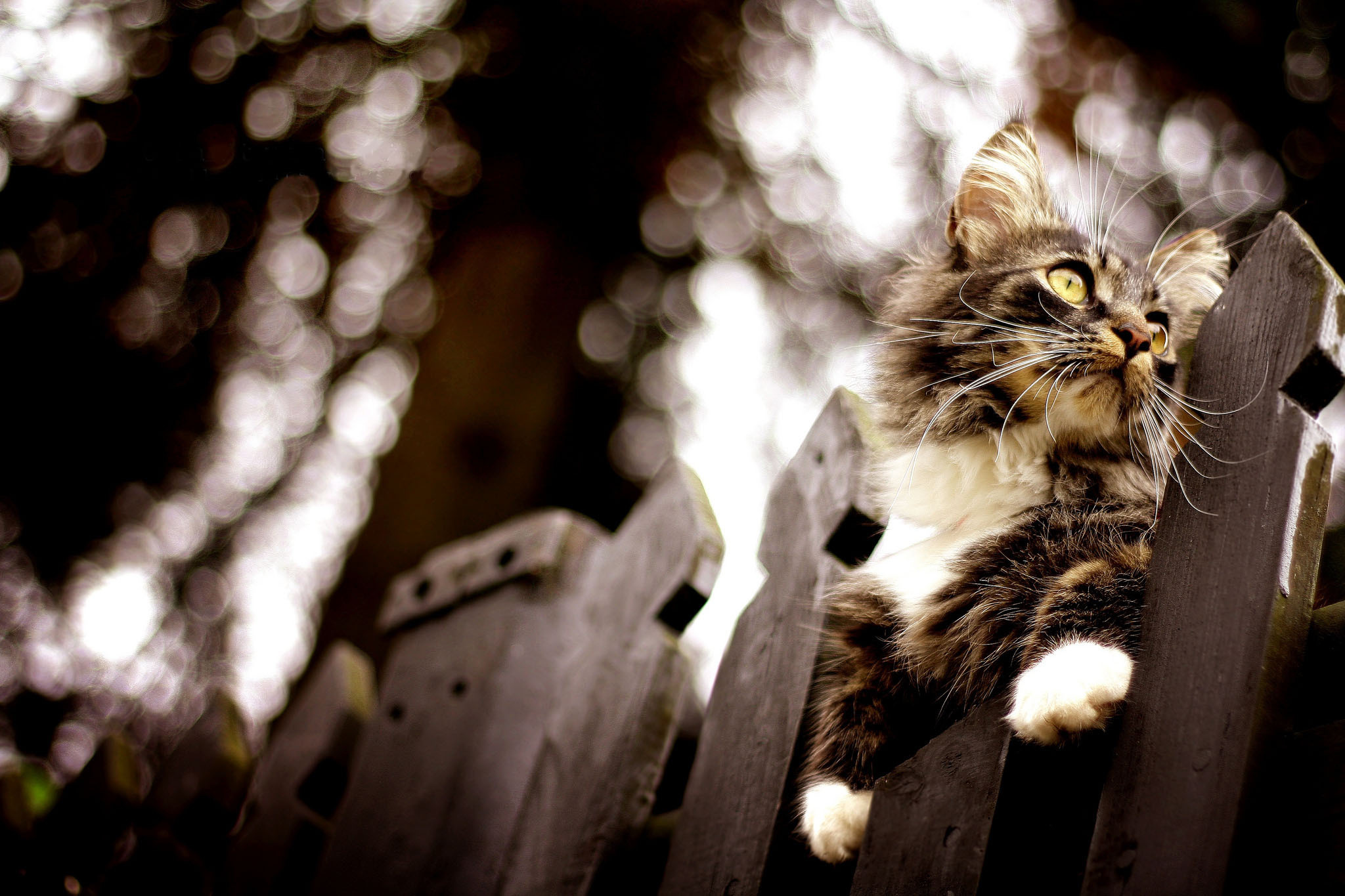 Free download wallpaper Cat, Cats, Animal on your PC desktop