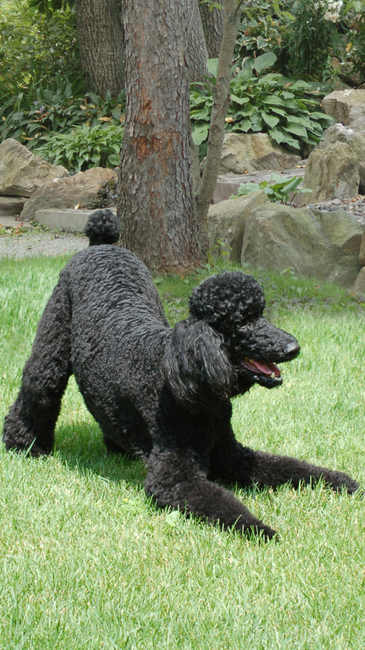 Download mobile wallpaper Dogs, Animal, Poodle for free.