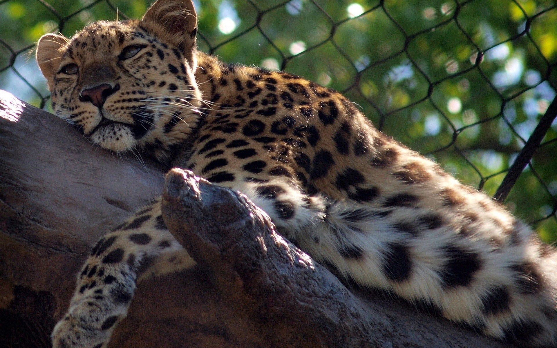 Скачать обои бесплатно Животные, Леопард, Большая Кошка, Хищник картинка на рабочий стол ПК