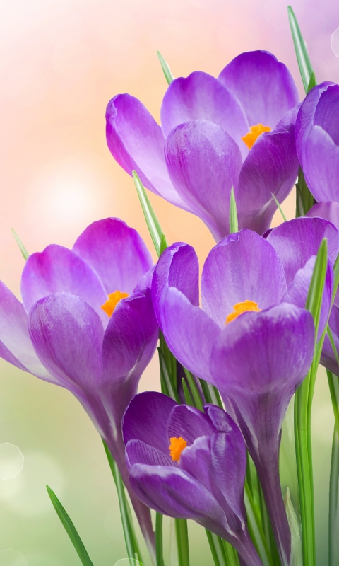 Download mobile wallpaper Flowers, Flower, Earth, Spring, Crocus, Purple Flower for free.
