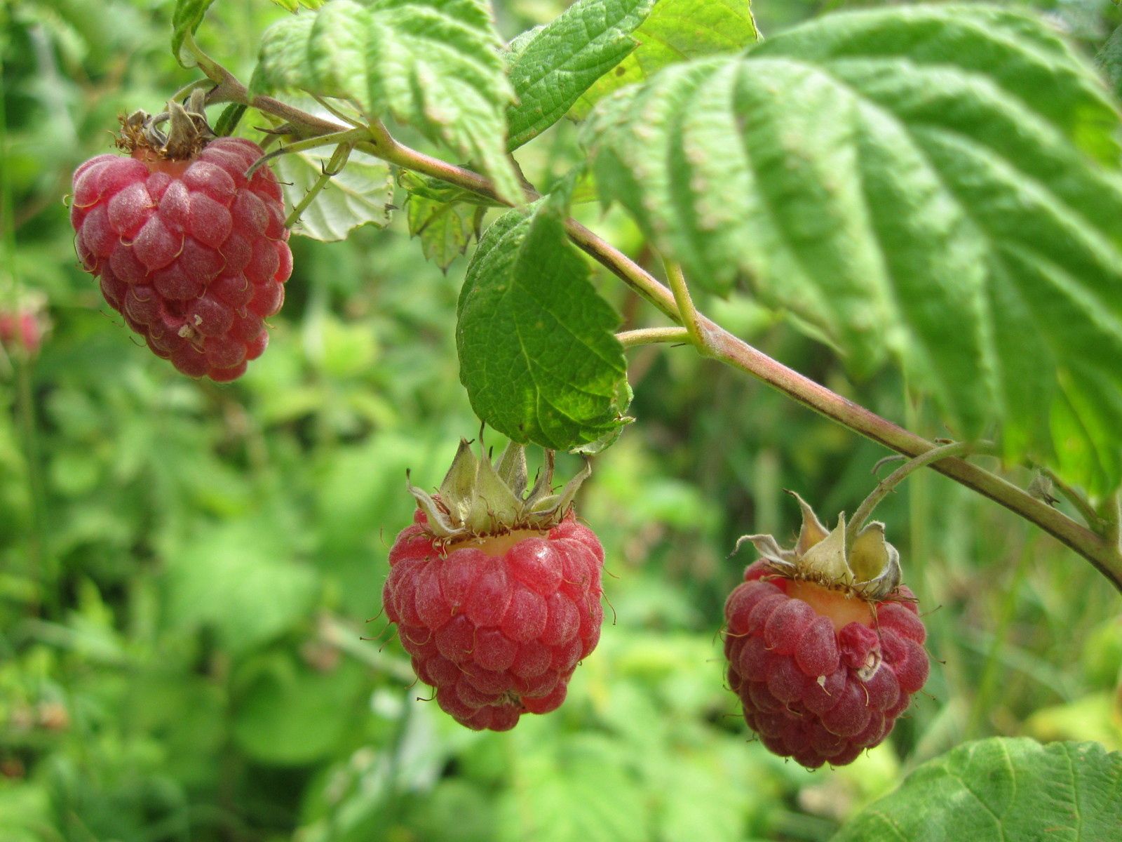 Free download wallpaper Food, Raspberry, Branch, Berry, Leaves on your PC desktop