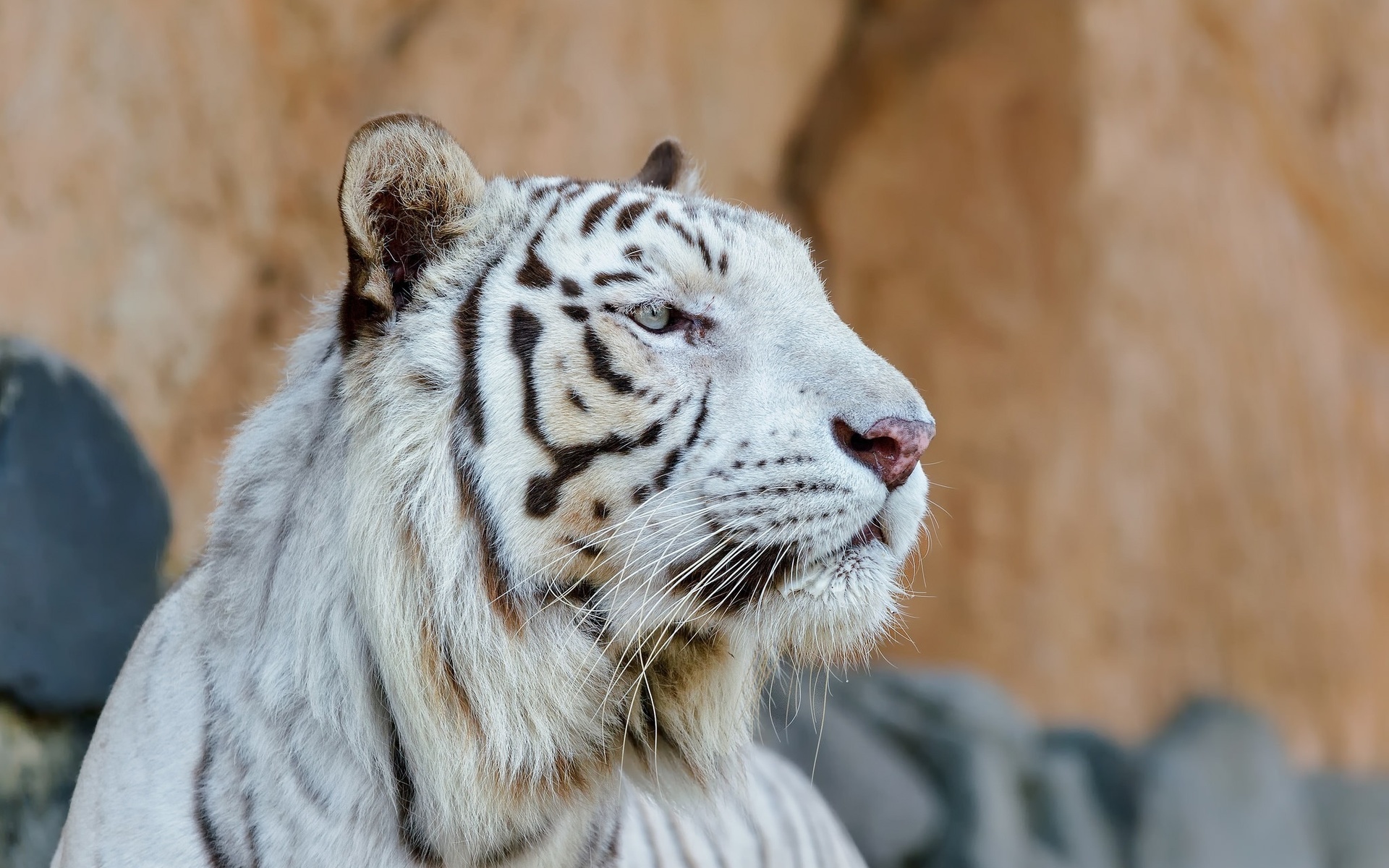 Descarga gratuita de fondo de pantalla para móvil de Tigre Blanco, Gatos, Animales.