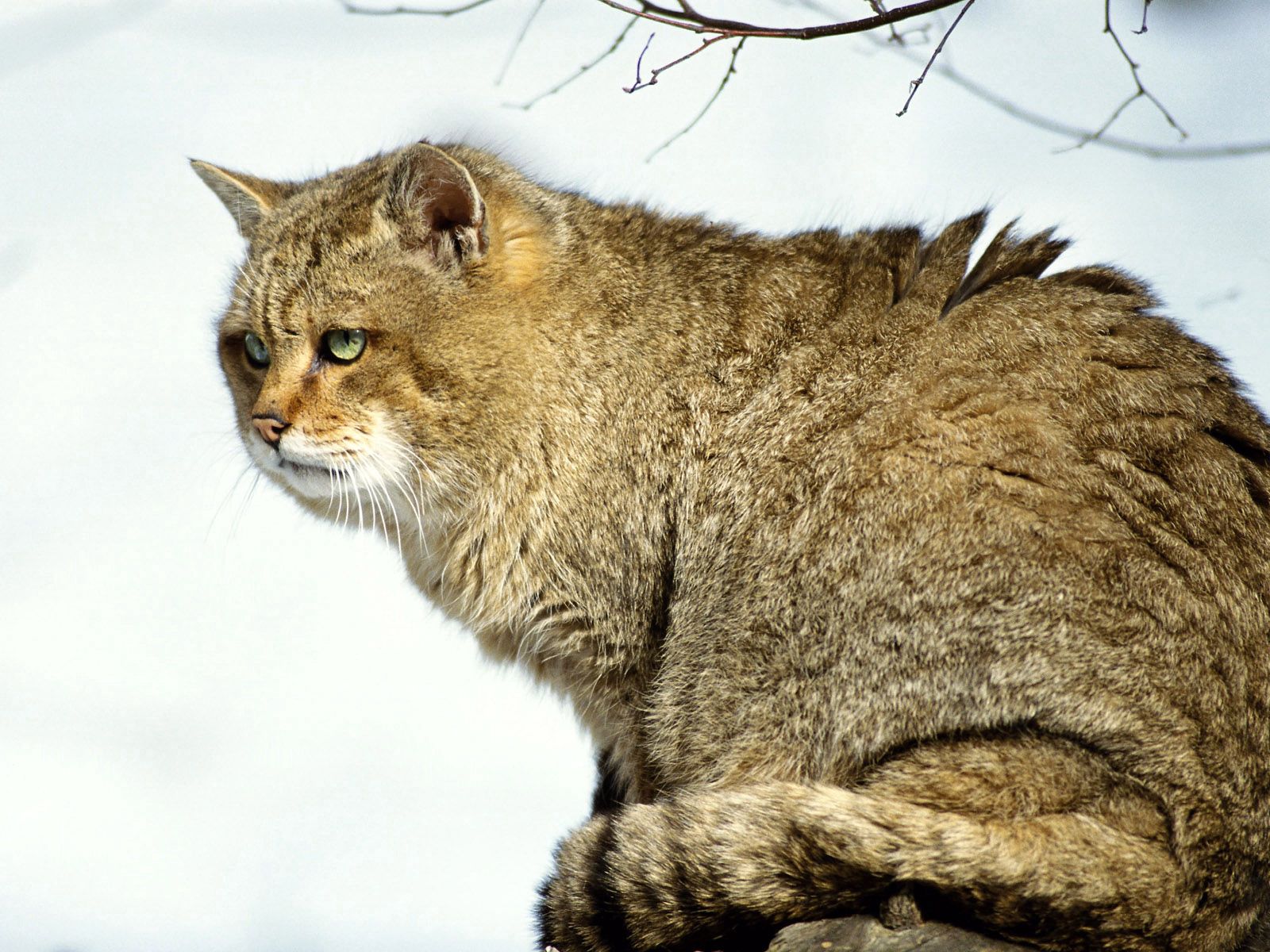 Laden Sie das Wild, Der Kater, Groß, Große, Tiere, Flauschige, Katze-Bild kostenlos auf Ihren PC-Desktop herunter