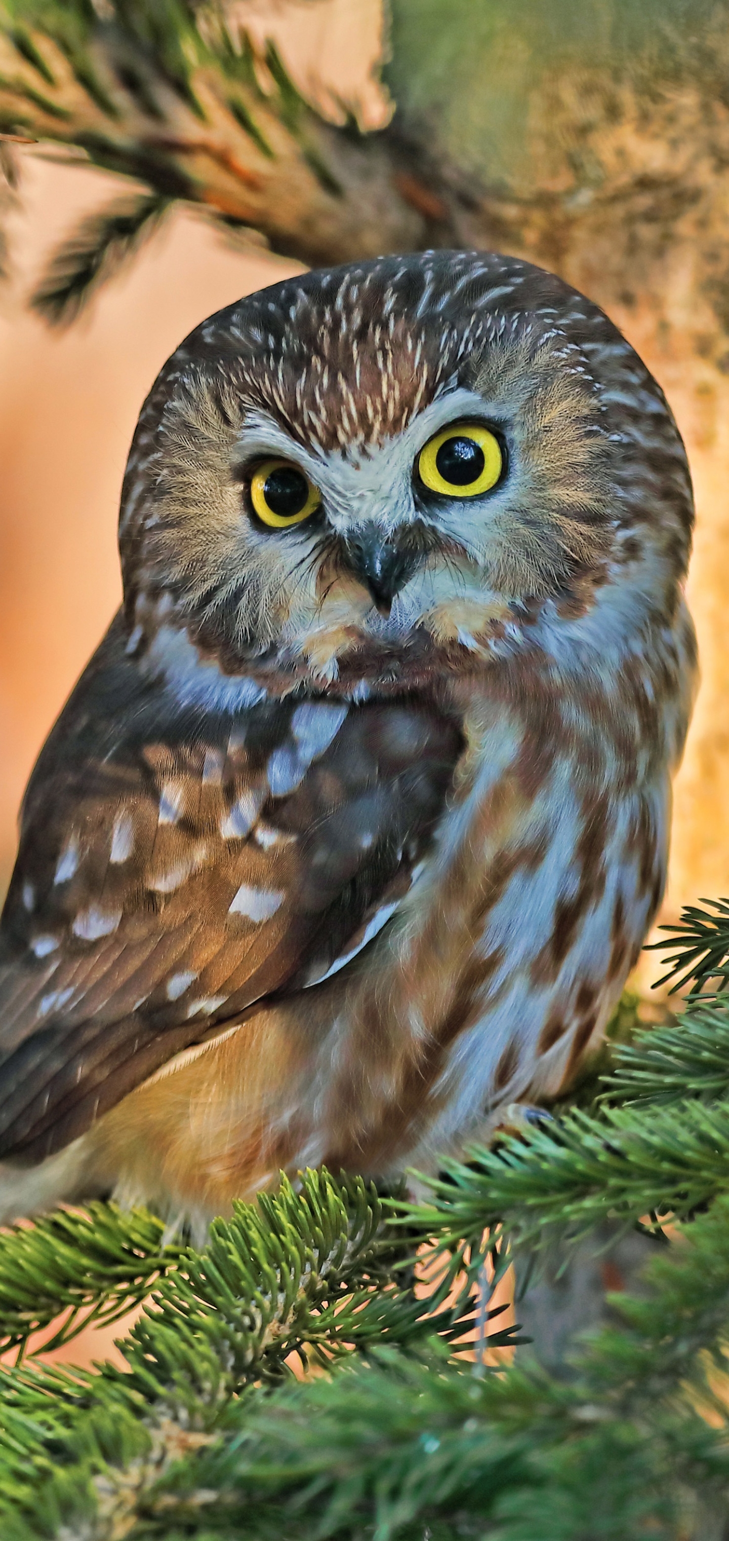 Download mobile wallpaper Birds, Owl, Bird, Animal for free.