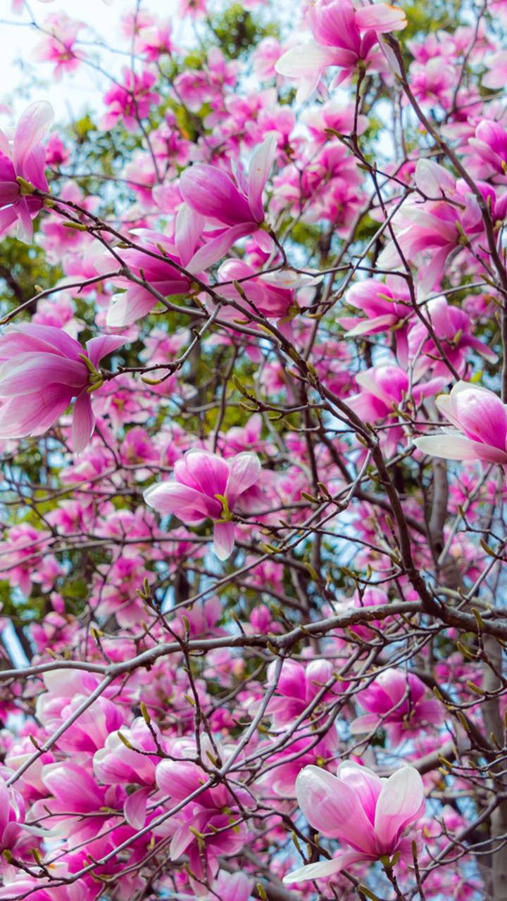 Download mobile wallpaper Trees, Earth, Magnolia, Pink Flower for free.