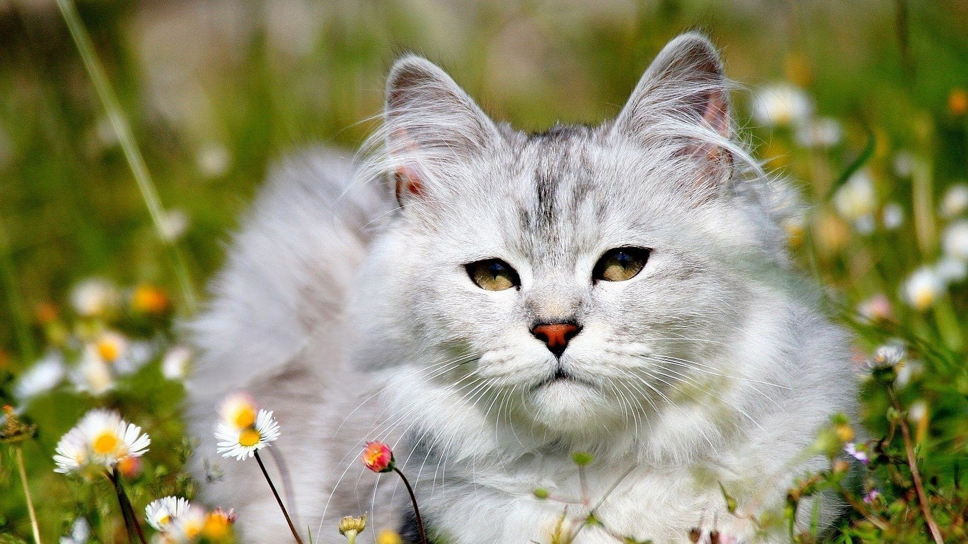 Baixe gratuitamente a imagem Animais, Gatos, Gato na área de trabalho do seu PC