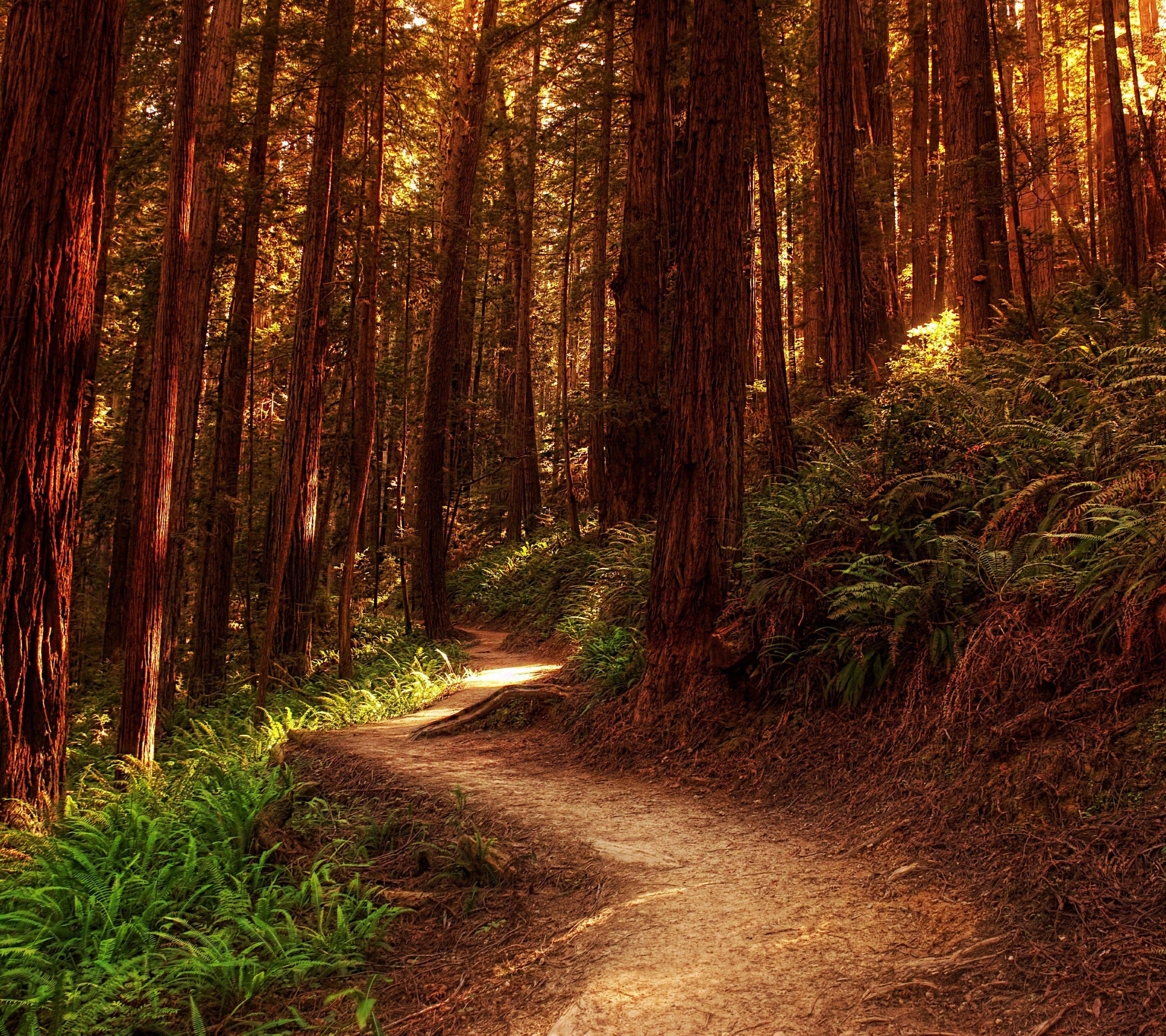 Laden Sie das Wald, Pfad, Weg, Erde/natur-Bild kostenlos auf Ihren PC-Desktop herunter