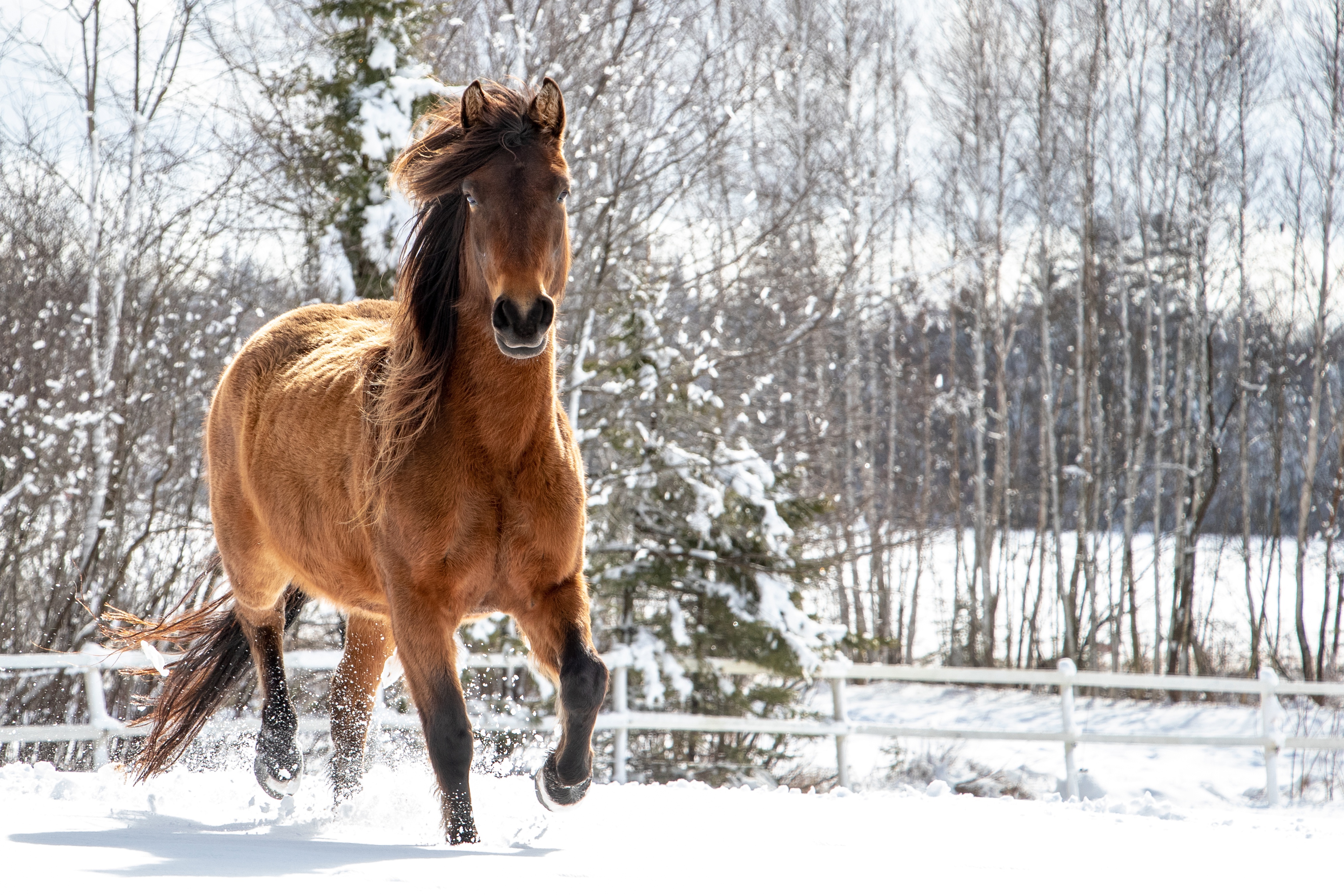 Скачать картинку Животные, Зима, Снег, Лошадь в телефон бесплатно.