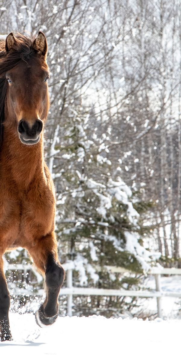 Free Images : nature, outdoor, snow, cold, winter, white, field, cute, rider, wi