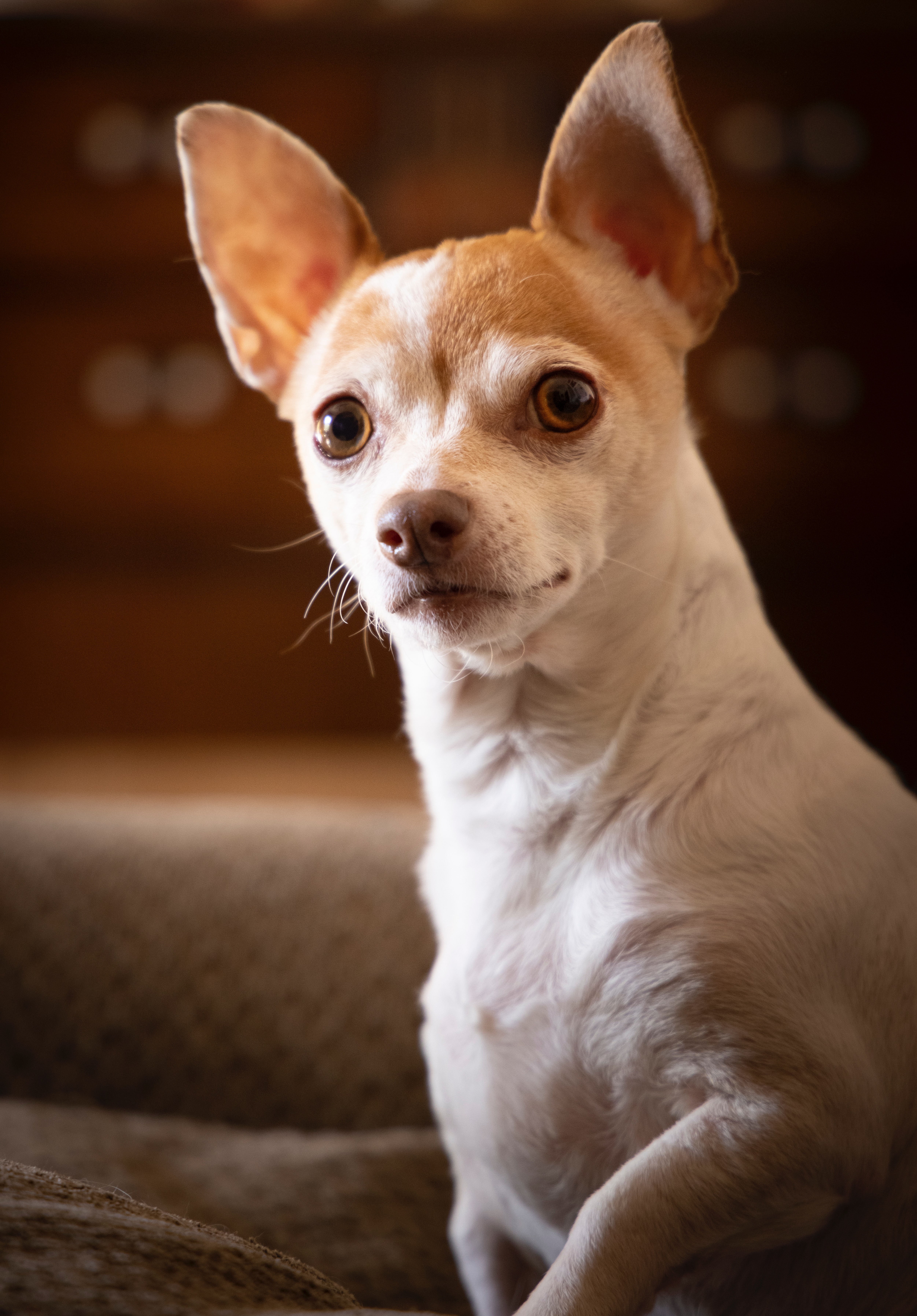 Handy-Wallpaper Hund, Chihuahua, Tiere, Haustier, Nett, Schatz, Cool kostenlos herunterladen.