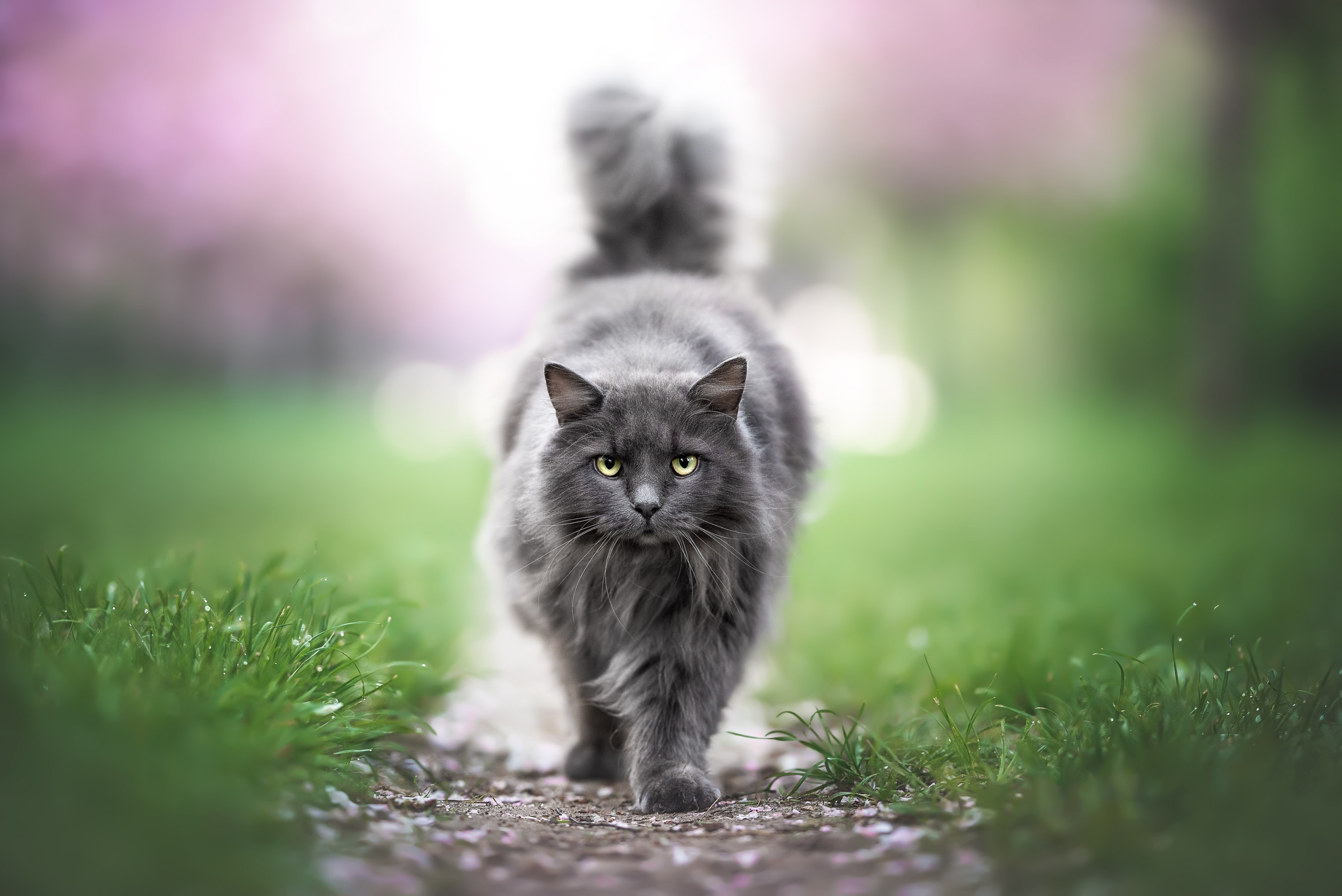 Free download wallpaper Cat, Cats, Animal on your PC desktop