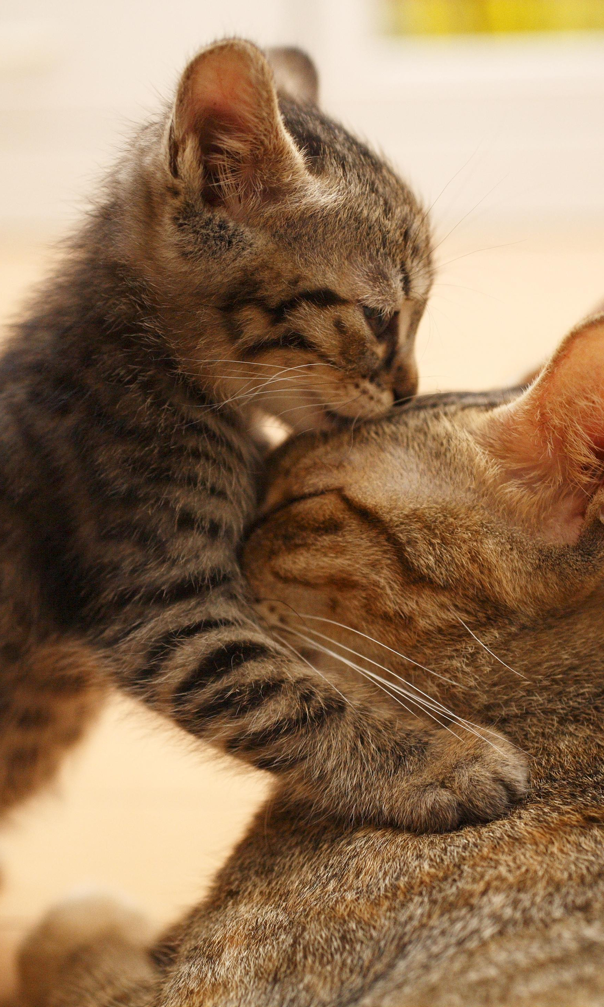 Handy-Wallpaper Tiere, Katzen, Katze kostenlos herunterladen.