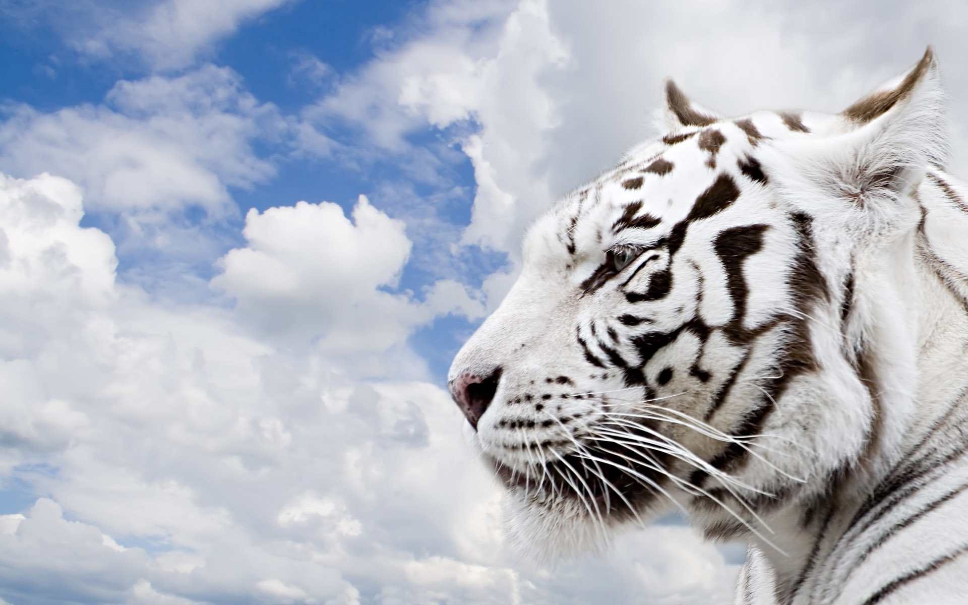 Download PC Wallpaper animals, tigers, gray