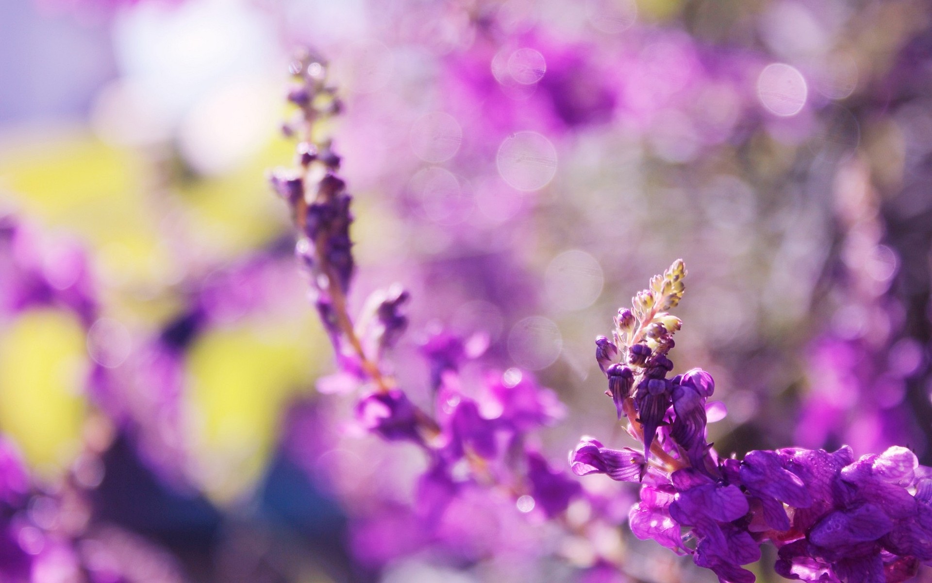 Téléchargez gratuitement l'image Fleurs, Fleur, Terre/nature sur le bureau de votre PC