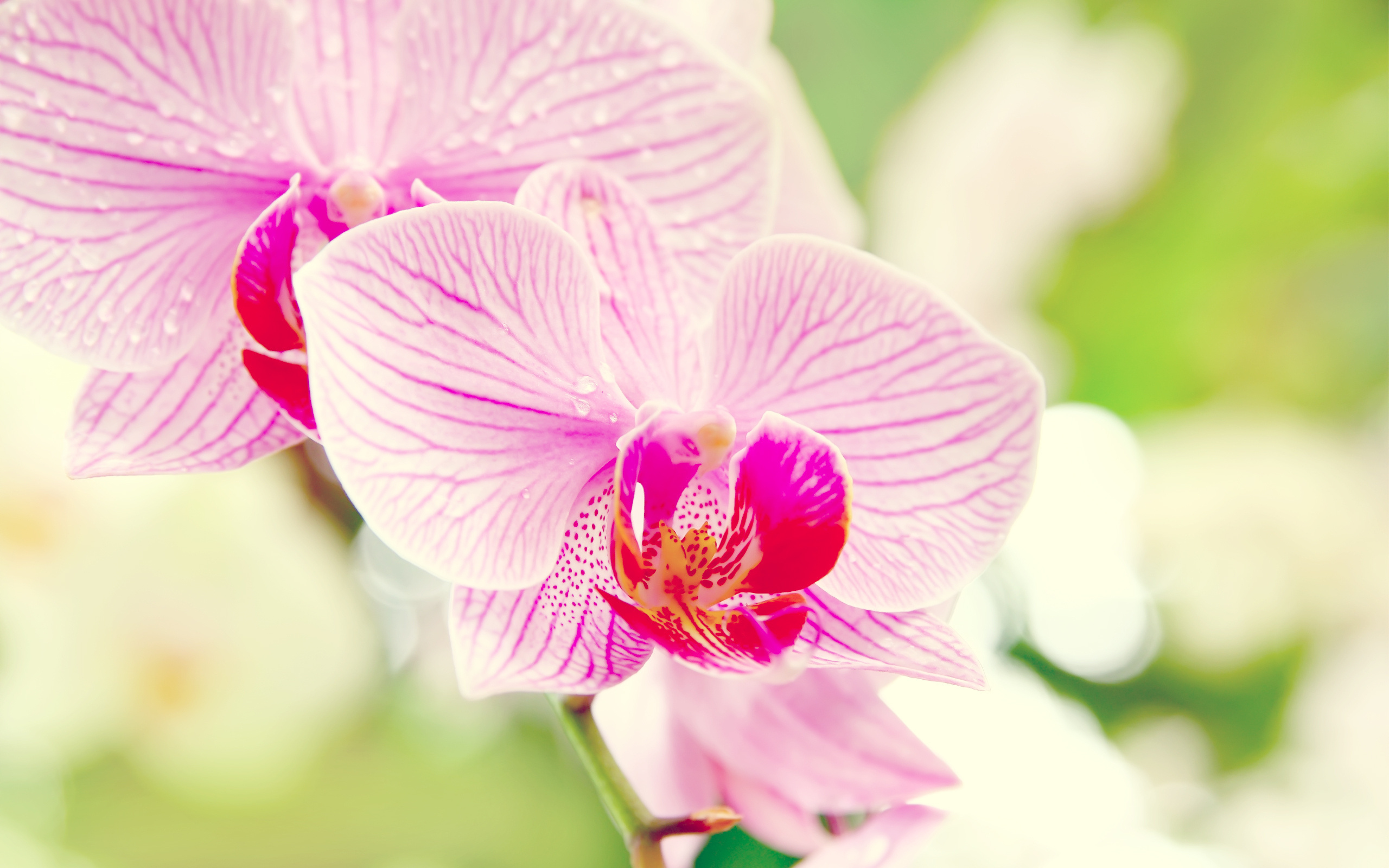 299967 Bildschirmschoner und Hintergrundbilder Orchidee auf Ihrem Telefon. Laden Sie  Bilder kostenlos herunter
