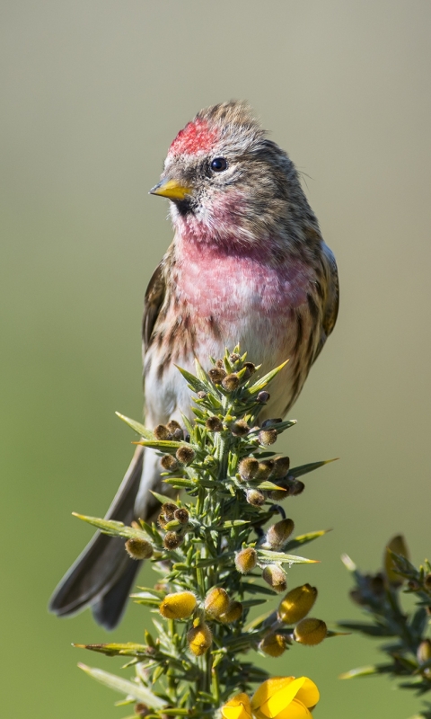 Téléchargez des papiers peints mobile Animaux, Oiseau, Des Oiseaux gratuitement.