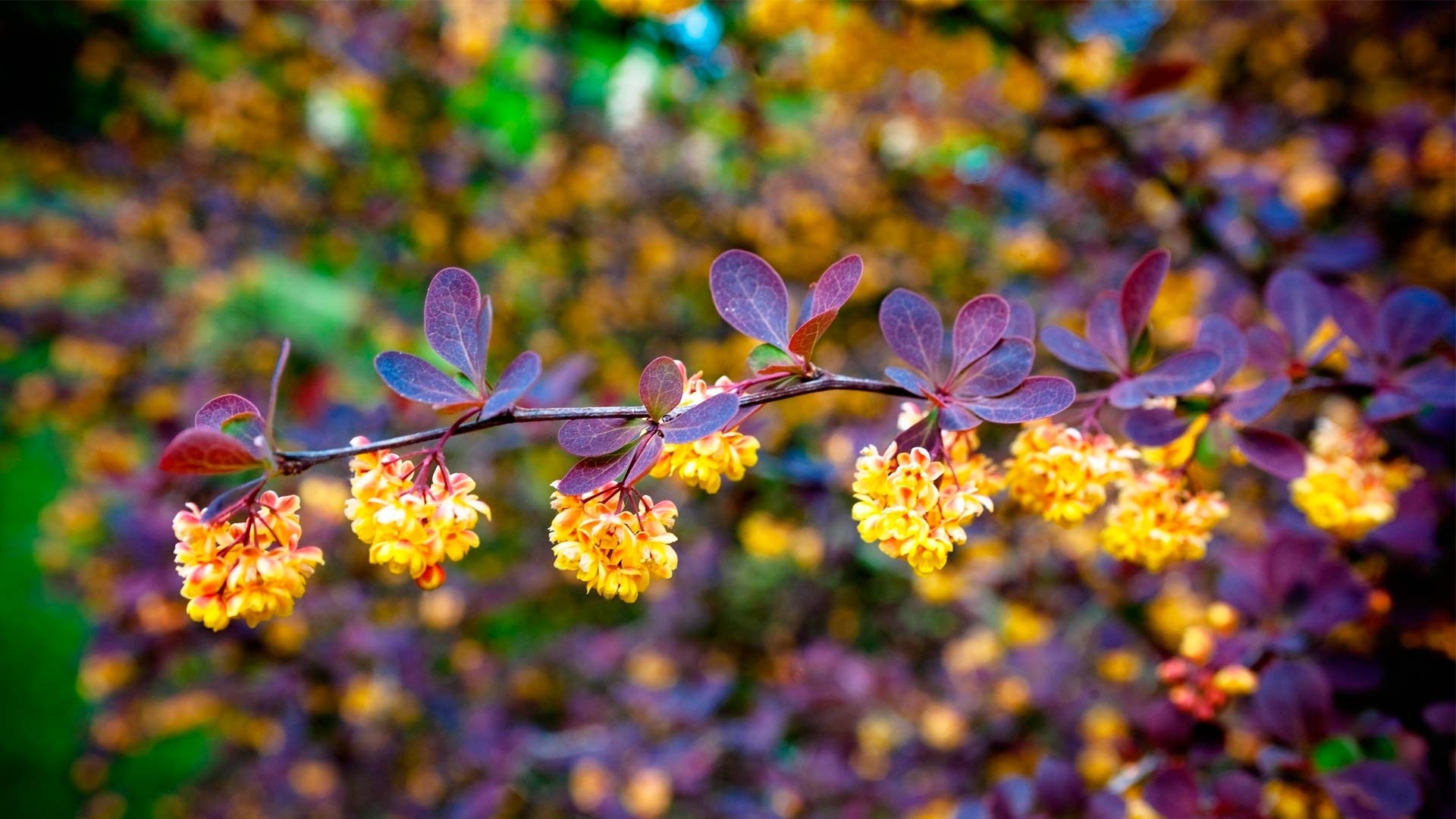 Download mobile wallpaper Flowers, Earth, Blossom for free.