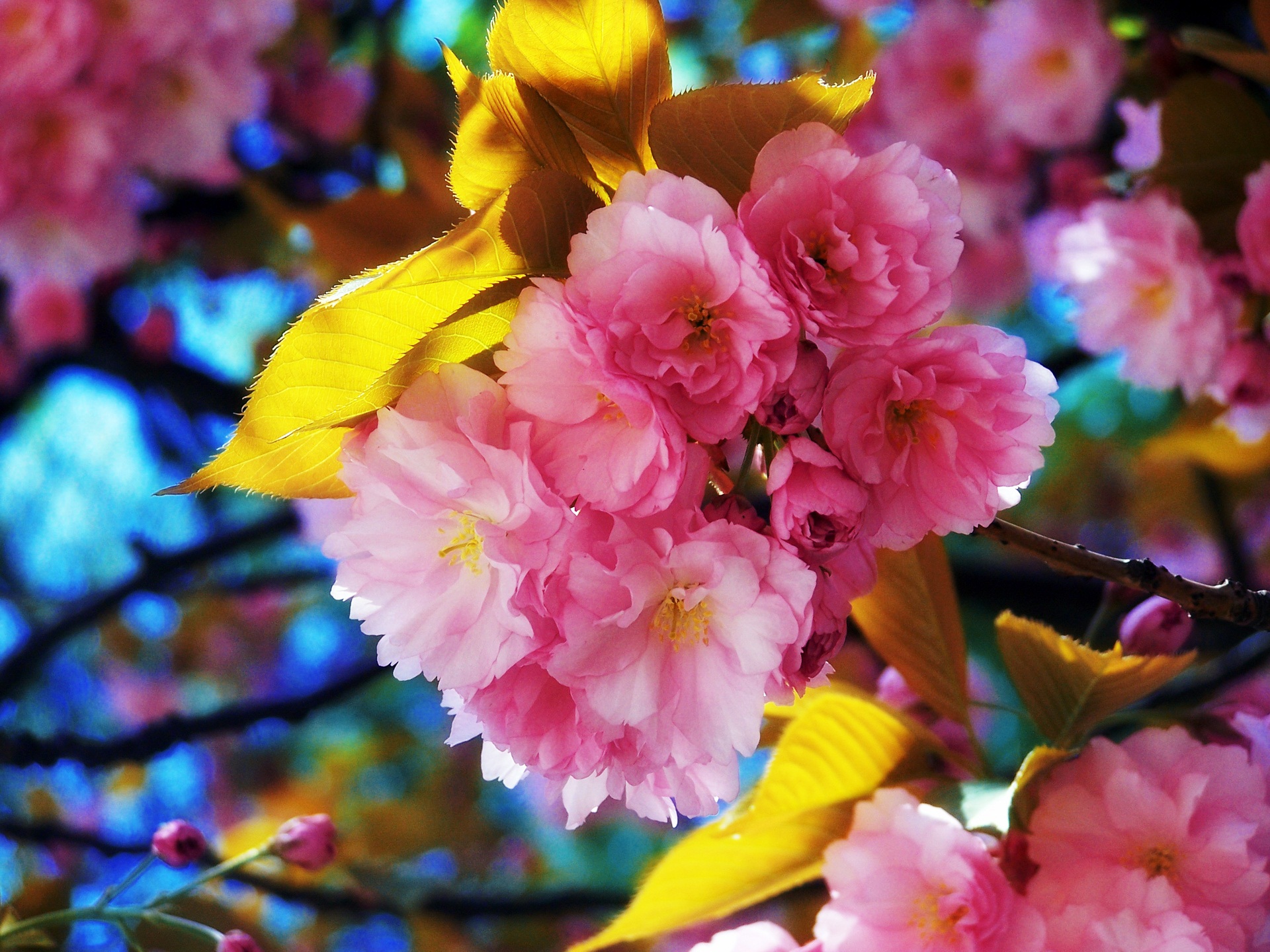 Скачати мобільні шпалери Квітка, Цвітіння, Земля, Весна, Рожева Квітка, Флауерзи безкоштовно.