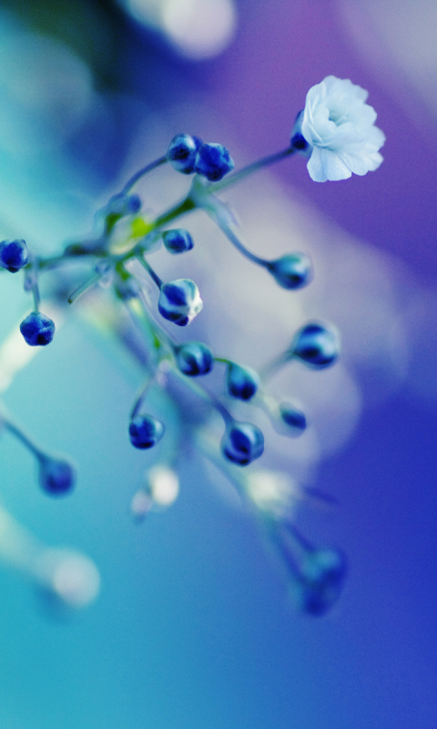 1083408 Bildschirmschoner und Hintergrundbilder Blumen auf Ihrem Telefon. Laden Sie  Bilder kostenlos herunter