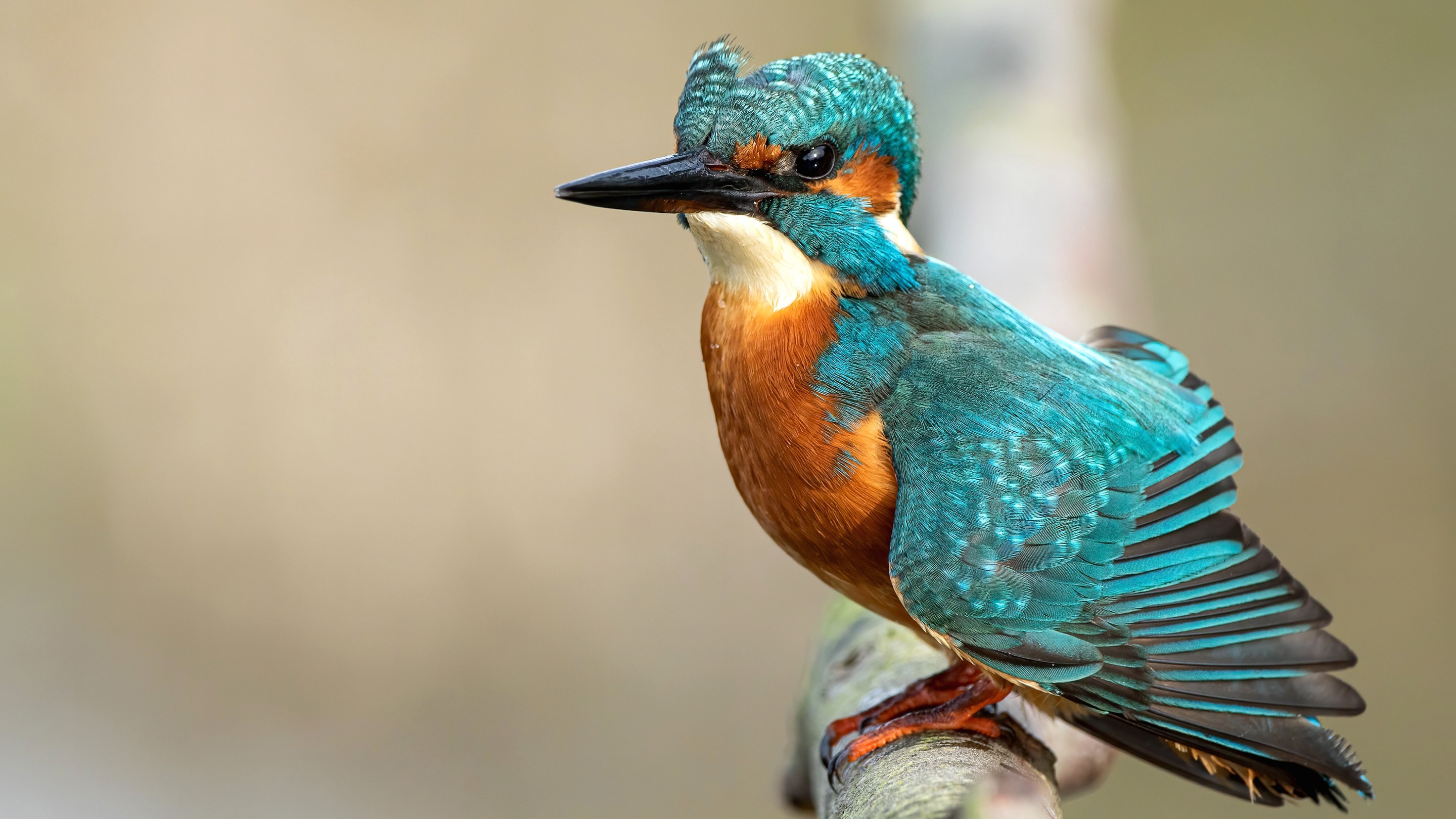 Free download wallpaper Birds, Bird, Animal, Kingfisher on your PC desktop