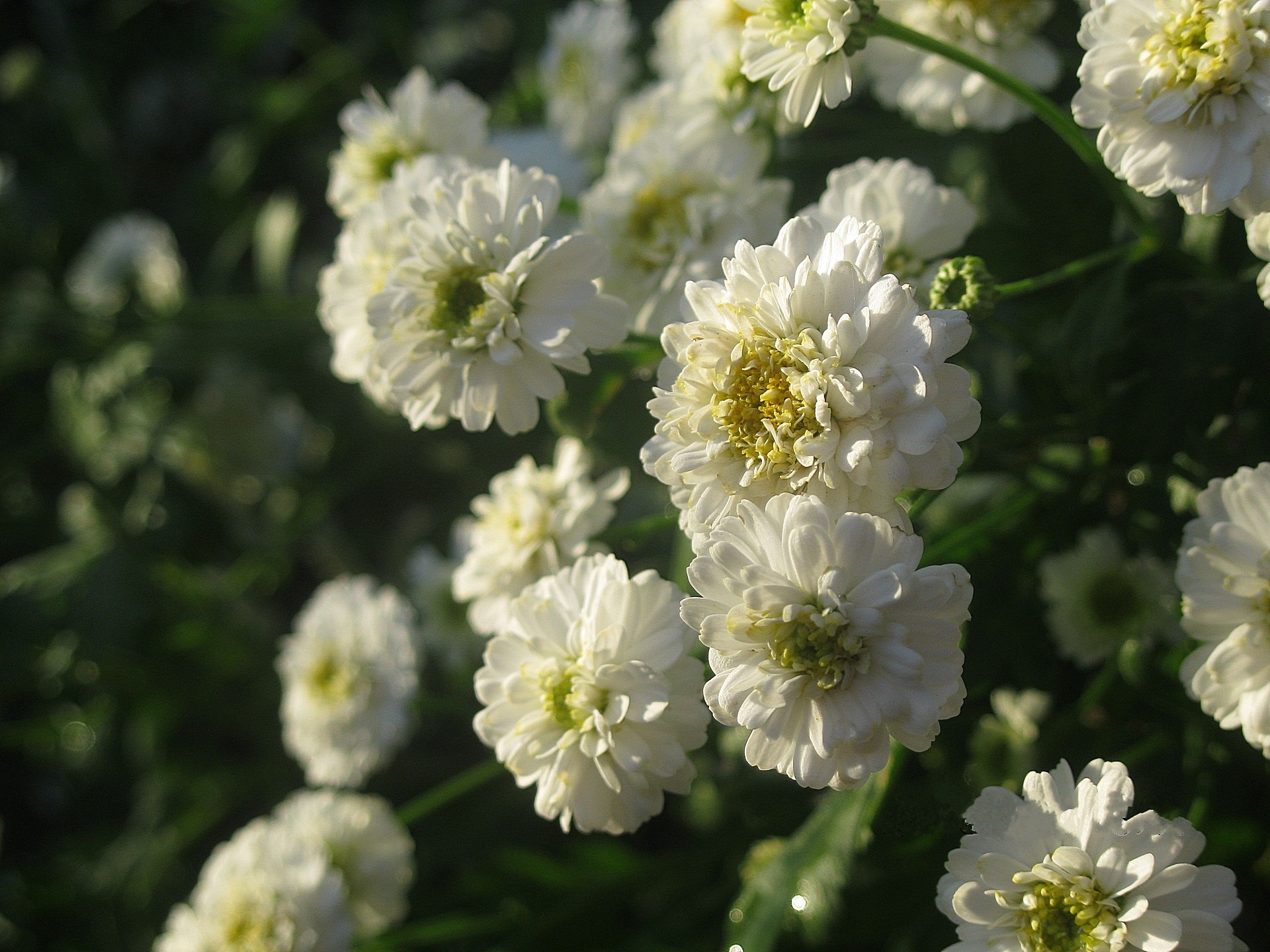 Handy-Wallpaper Blumen, Blume, Erde/natur kostenlos herunterladen.