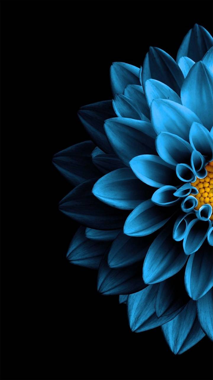 Descarga gratuita de fondo de pantalla para móvil de Flores, Flor, Tierra, Dalia, Tierra/naturaleza, Flor Azul.