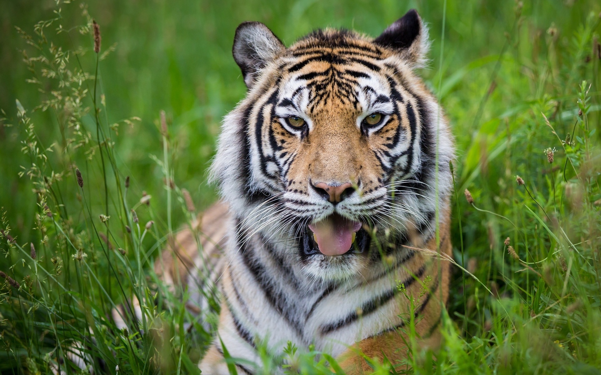 Téléchargez gratuitement l'image Chats, Animaux, Tigre sur le bureau de votre PC