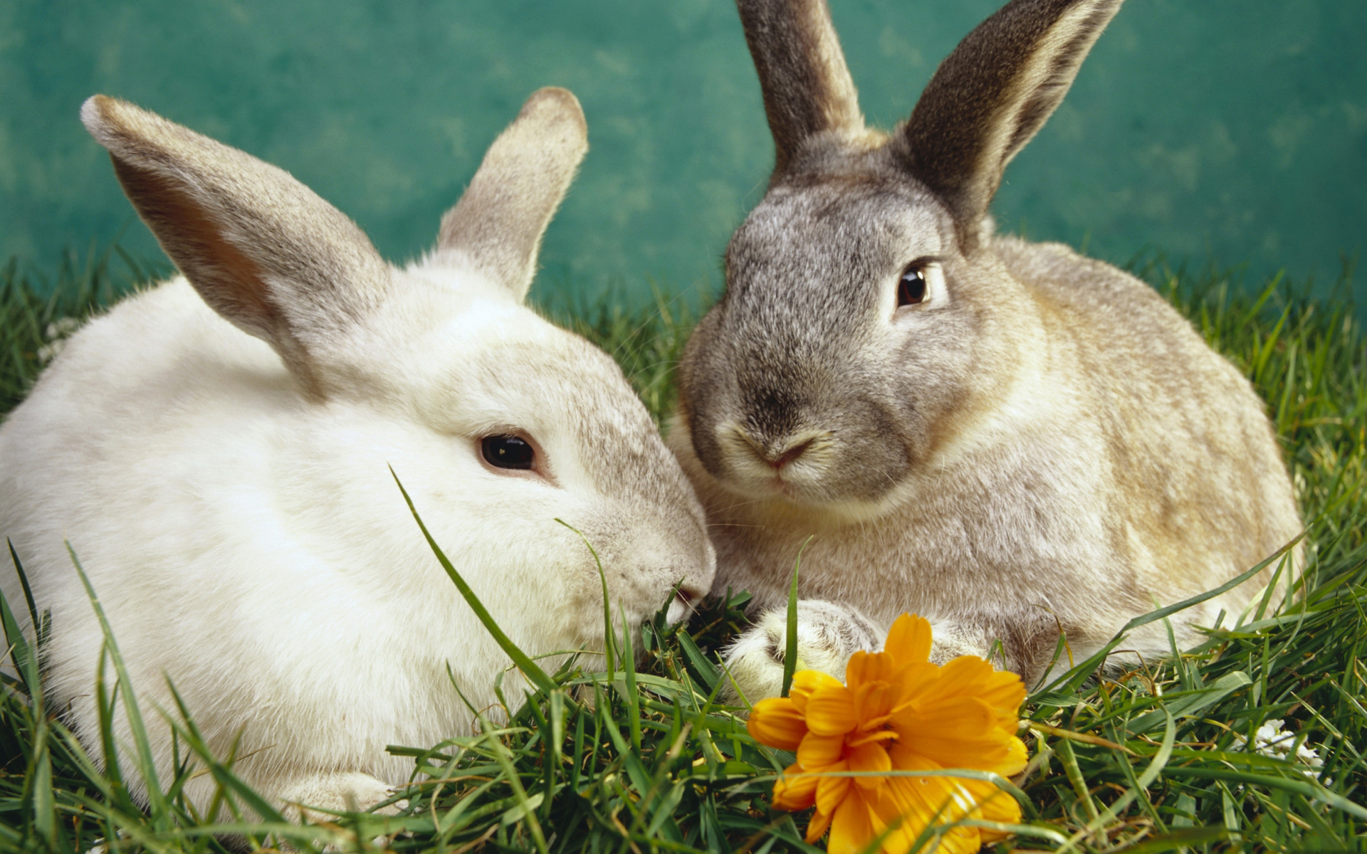 Free download wallpaper Animal, Rabbit on your PC desktop