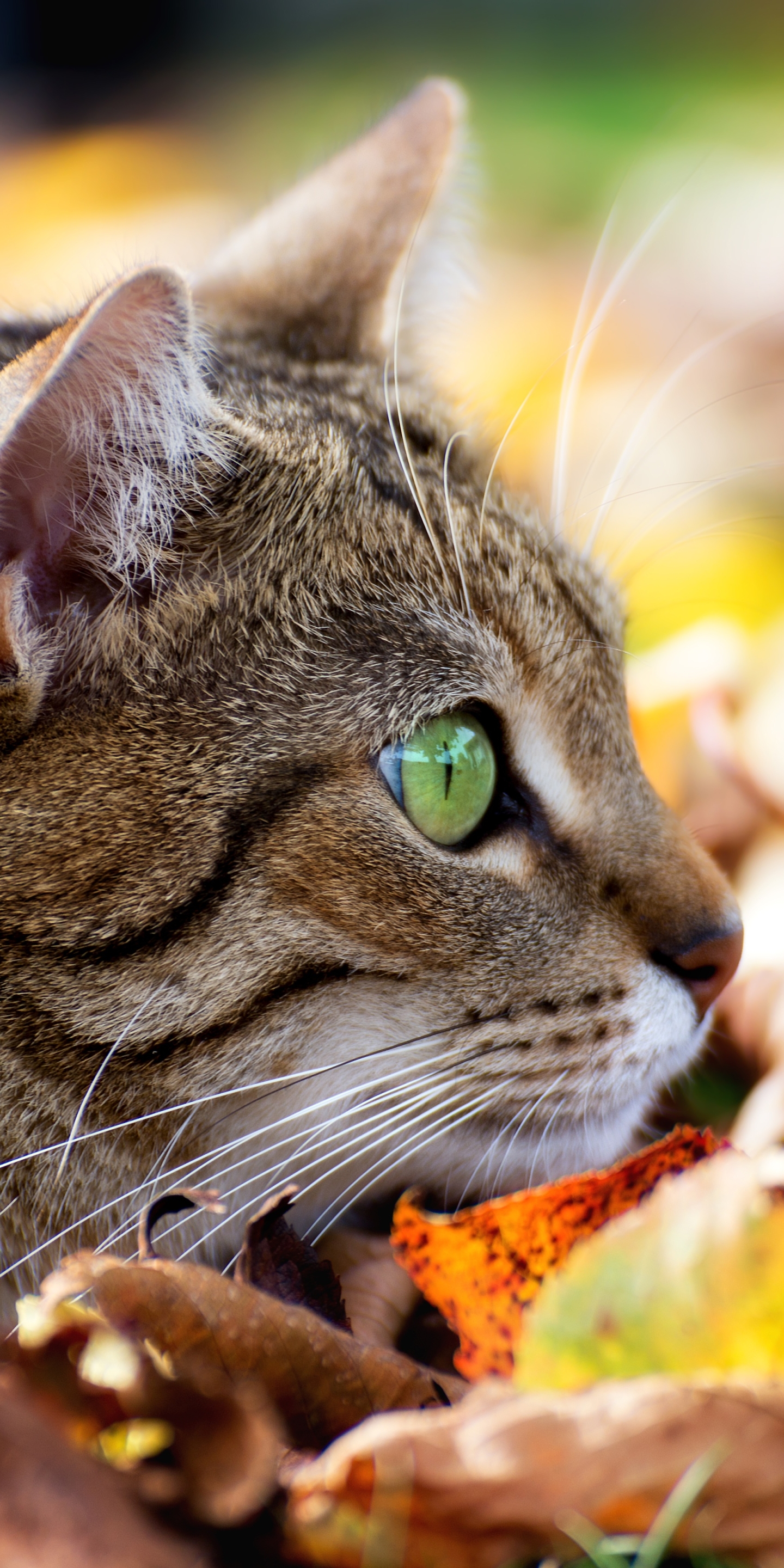 Handy-Wallpaper Tiere, Katzen, Herbst, Katze, Blatt, Nahansicht, Starren kostenlos herunterladen.