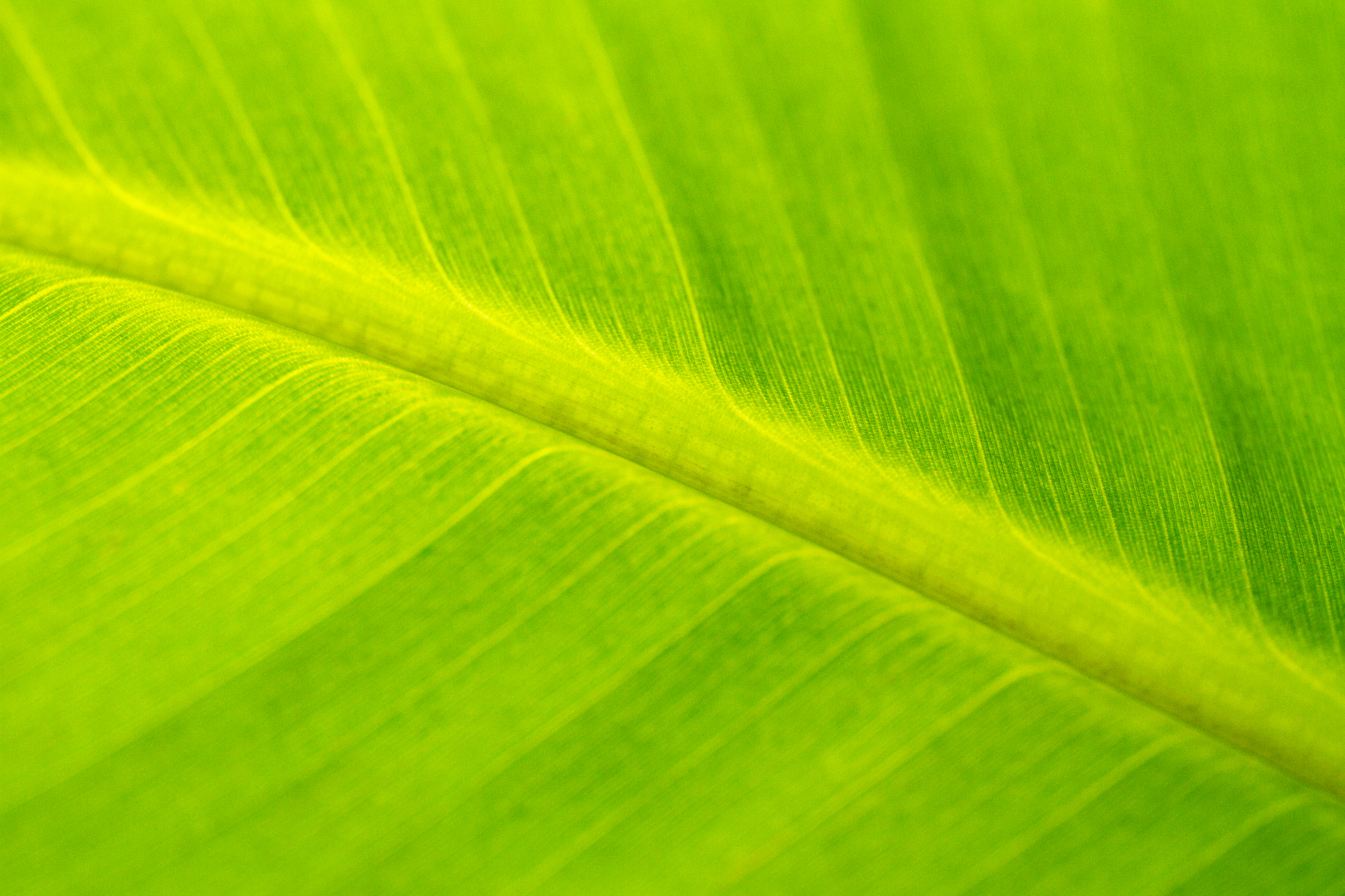 Download mobile wallpaper Macro, Veins, Leaflet, Surface for free.