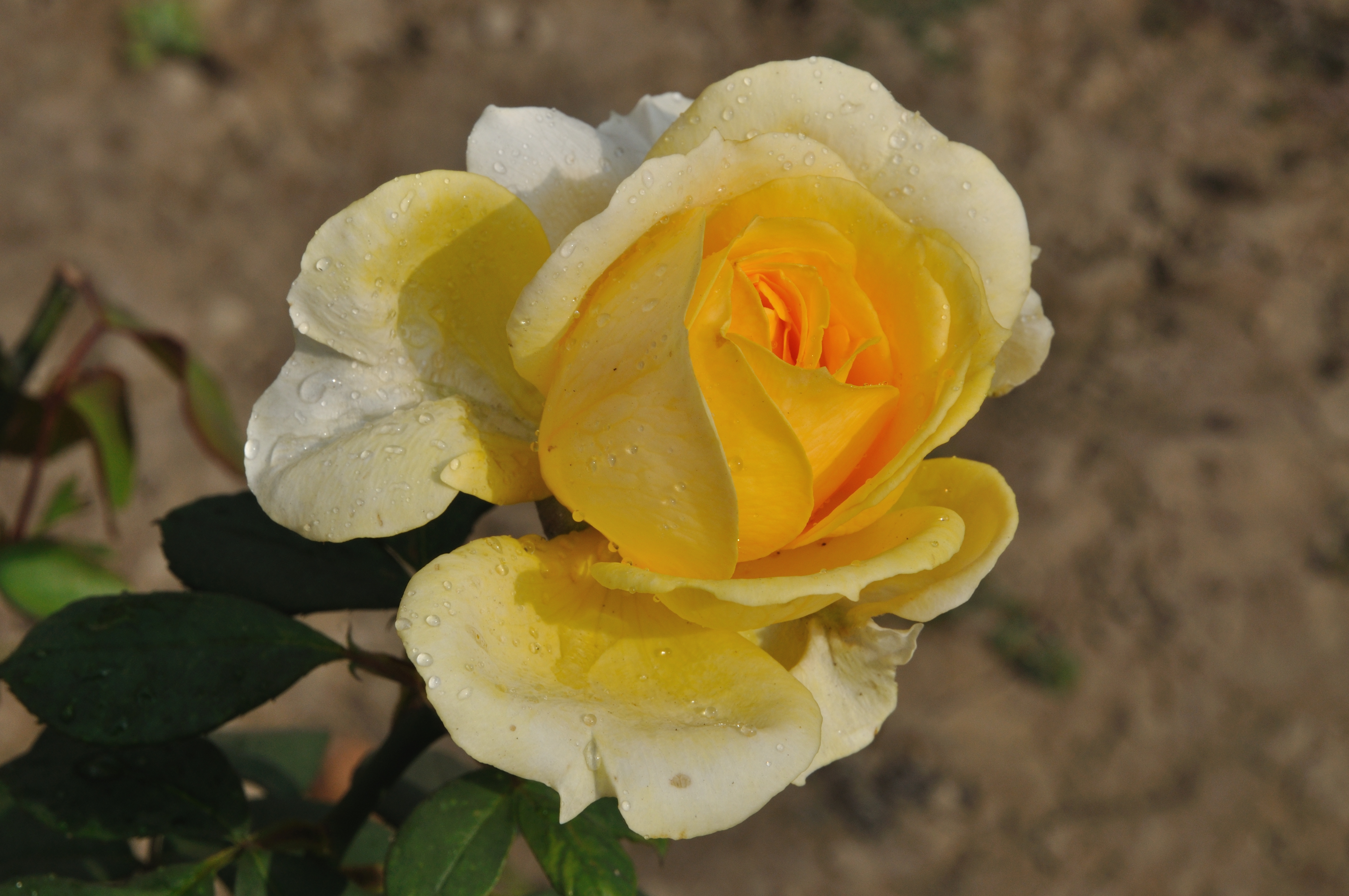 Laden Sie das Blumen, Rose, Erde/natur-Bild kostenlos auf Ihren PC-Desktop herunter