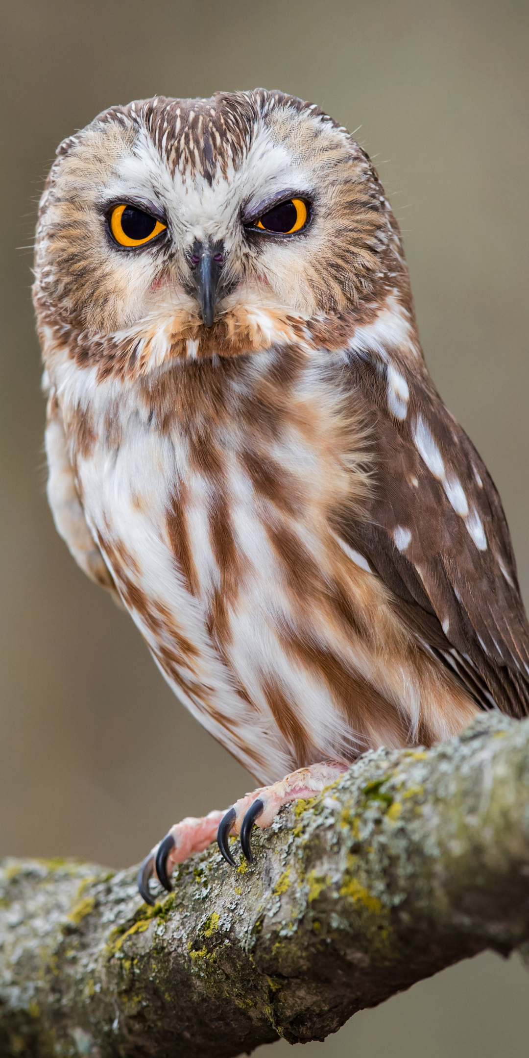 Descarga gratuita de fondo de pantalla para móvil de Animales, Búho, Pájaro, Aves, Ave.