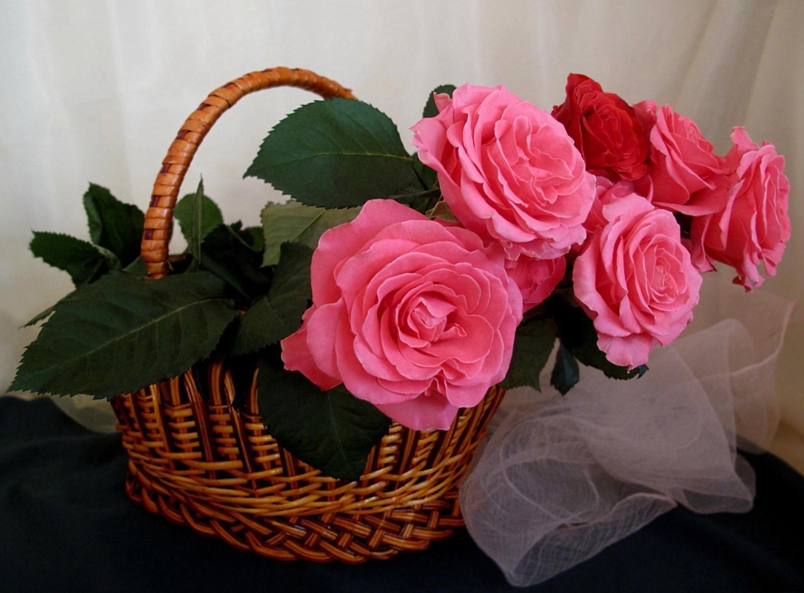 Téléchargez gratuitement l'image Roses, Foulard, Écharpe, Panier, Fleurs sur le bureau de votre PC