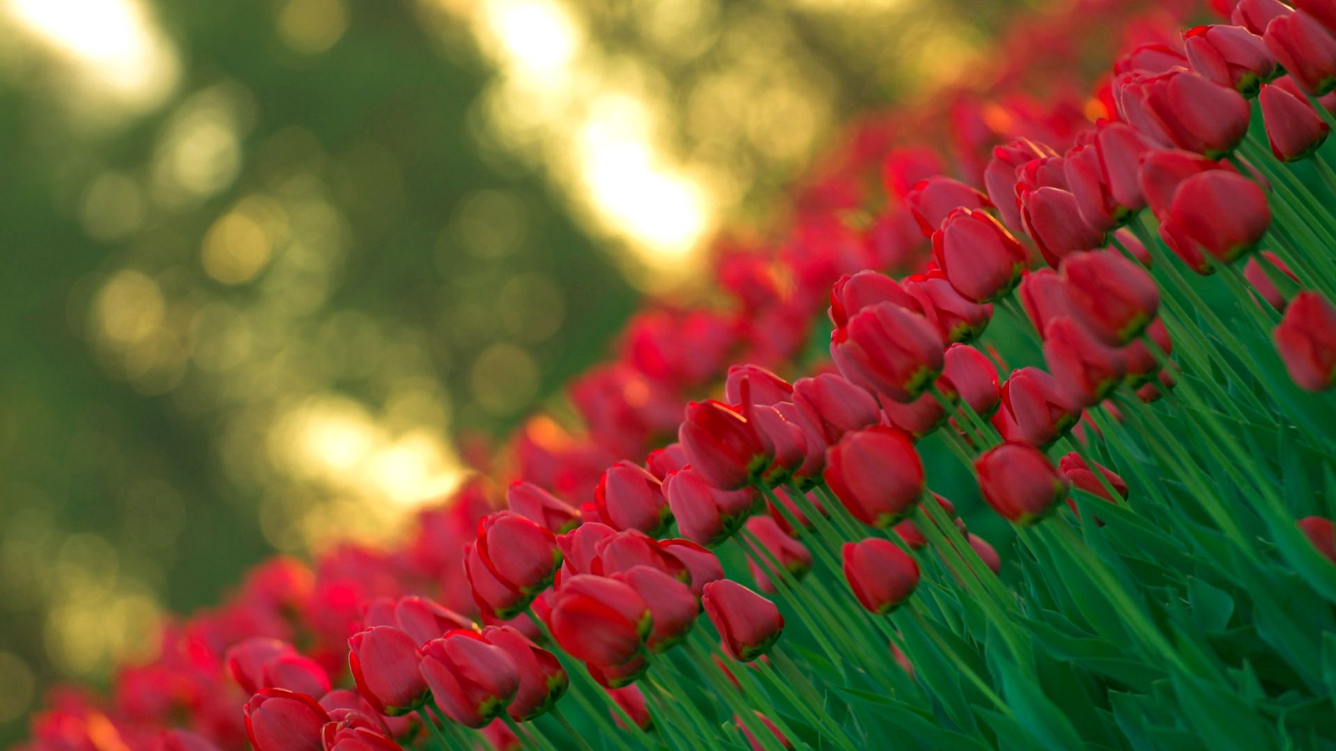 Free download wallpaper Flowers, Buds, Stem, Stalk, Tulips on your PC desktop