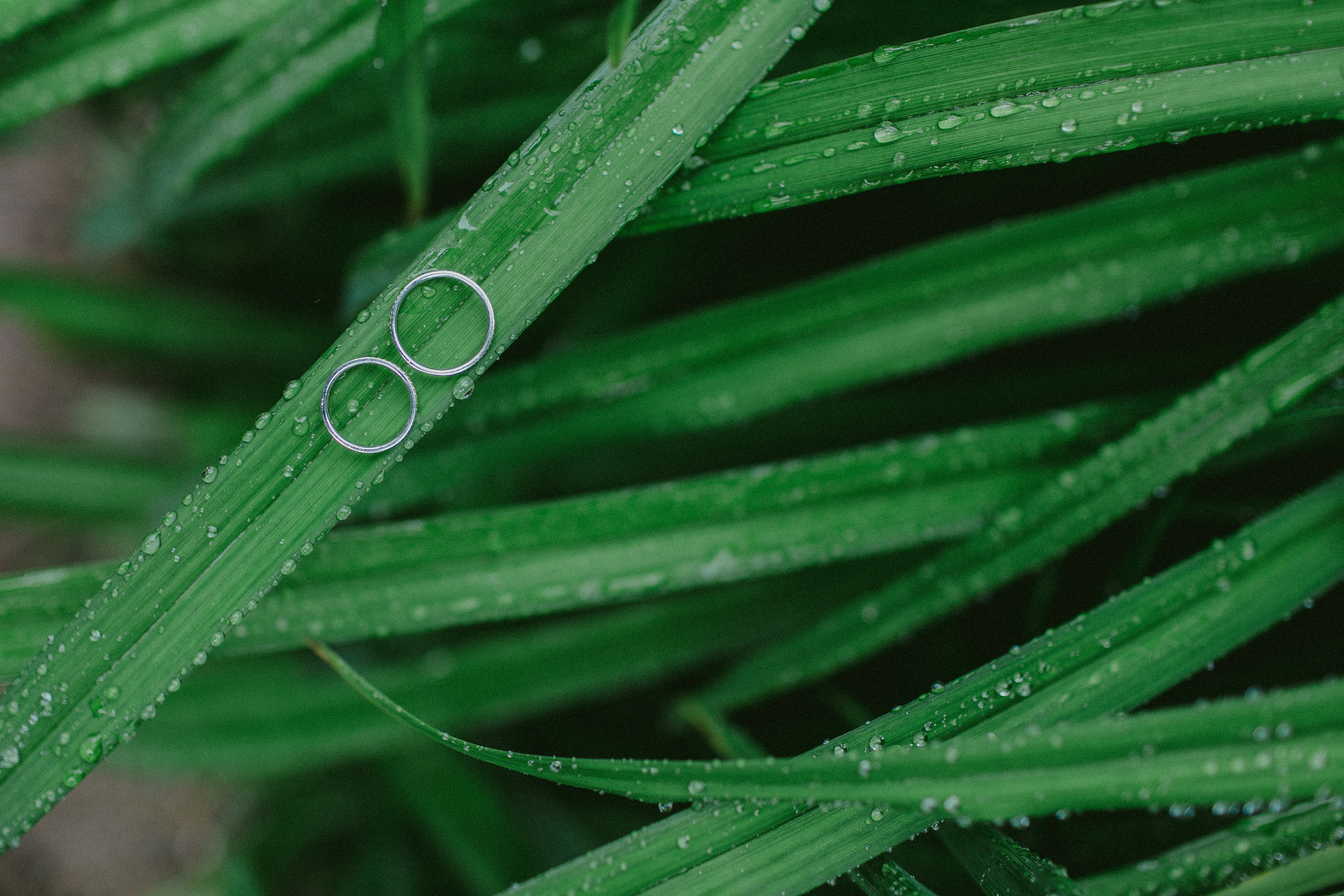 grass, rings, drops, macro Image for desktop
