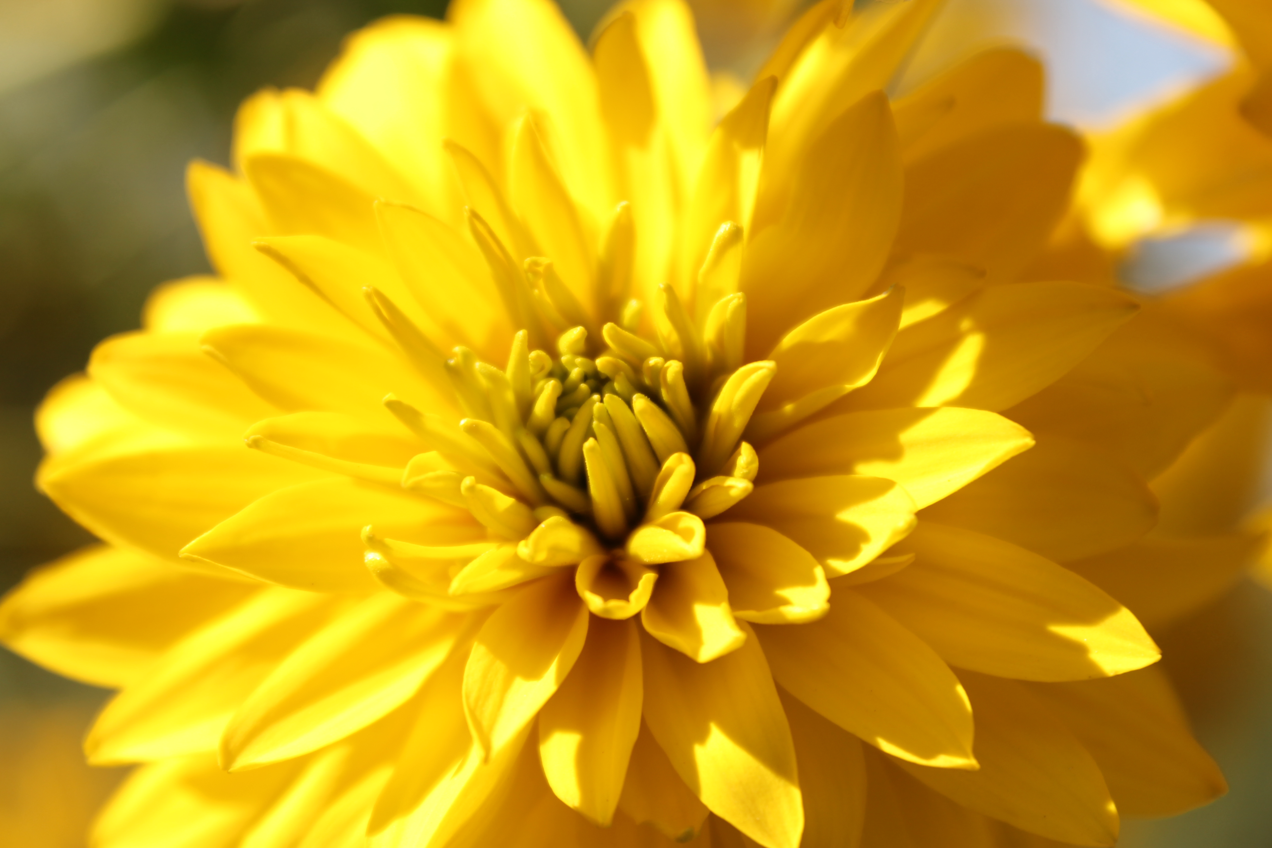 Download mobile wallpaper Flowers, Flower, Close Up, Earth, Dahlia, Yellow Flower for free.