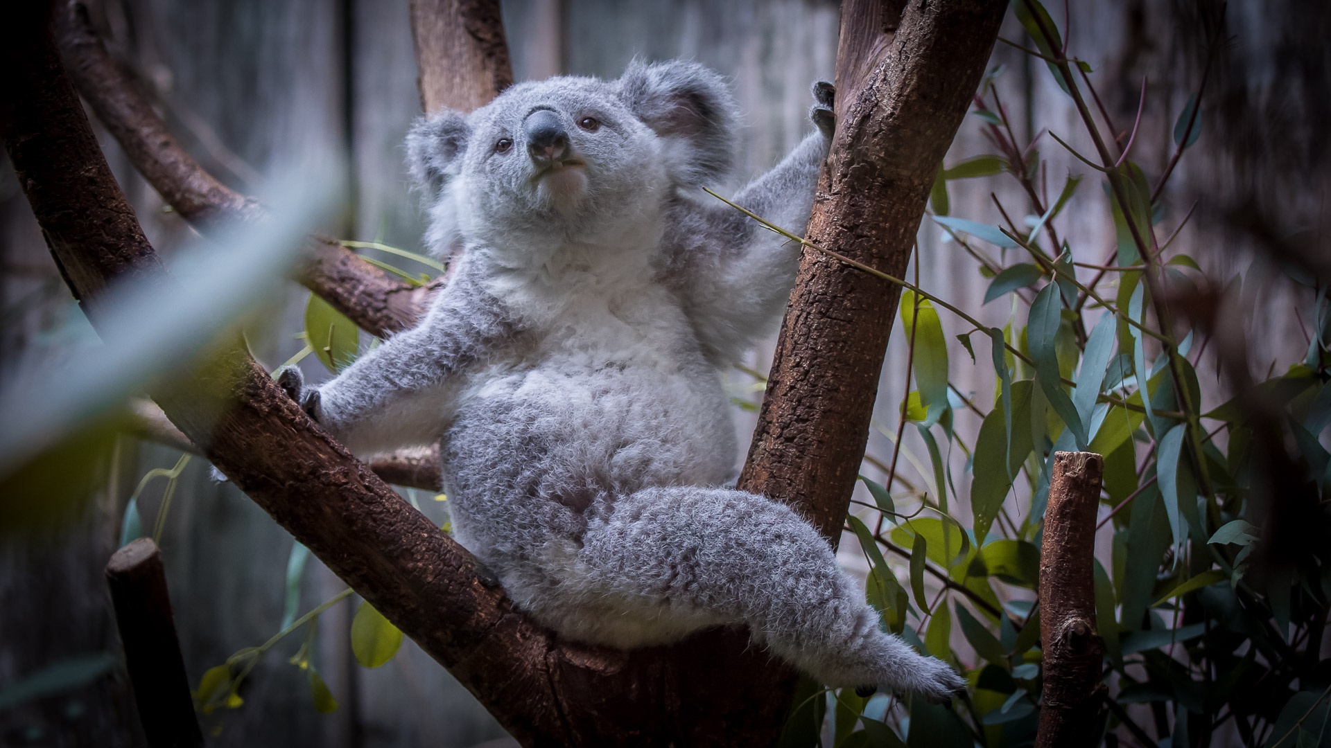 859669 télécharger le fond d'écran animaux, koala, marsupial - économiseurs d'écran et images gratuitement