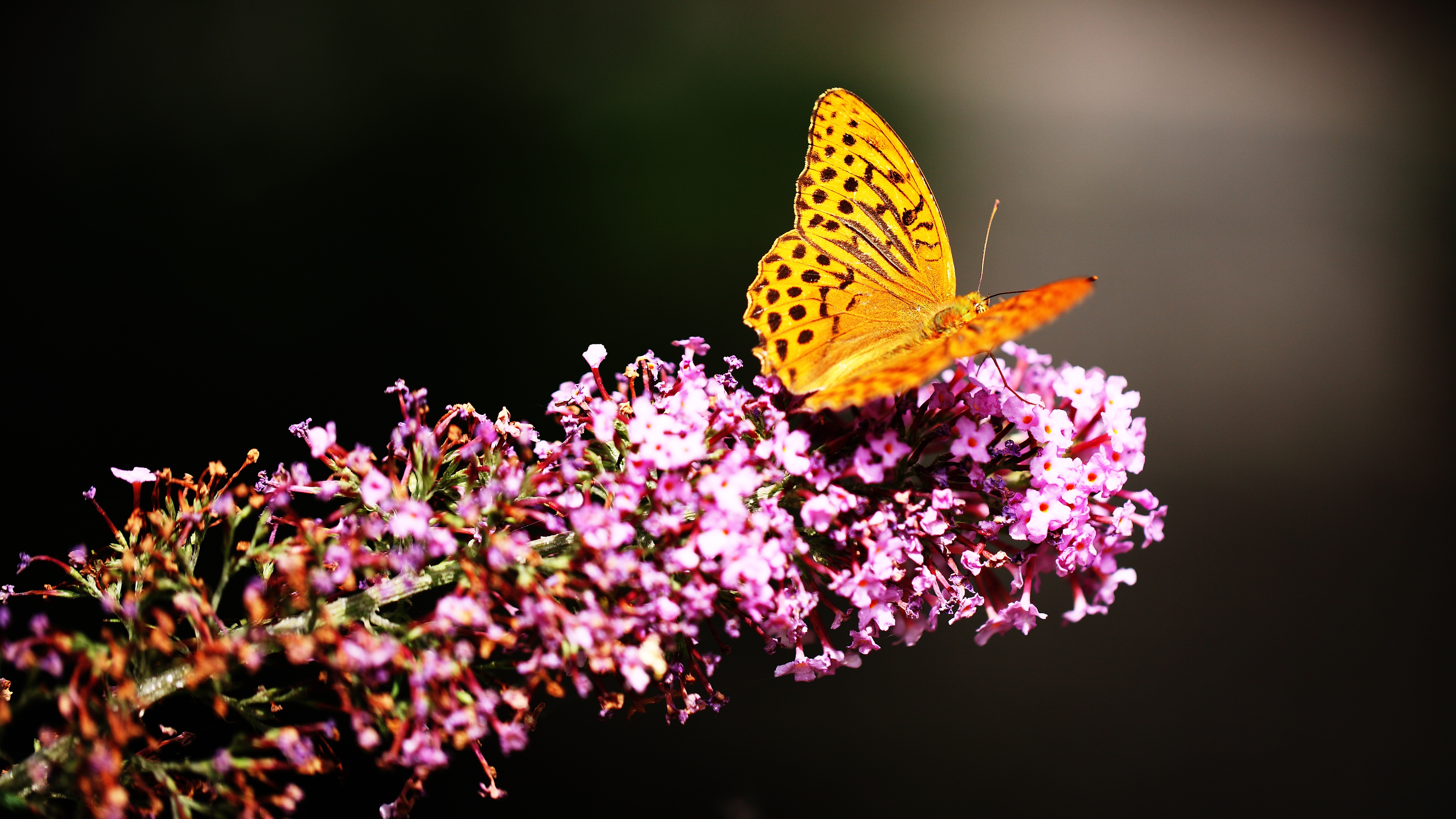 Descarga gratuita de fondo de pantalla para móvil de Animales, Mariposa, Alas.