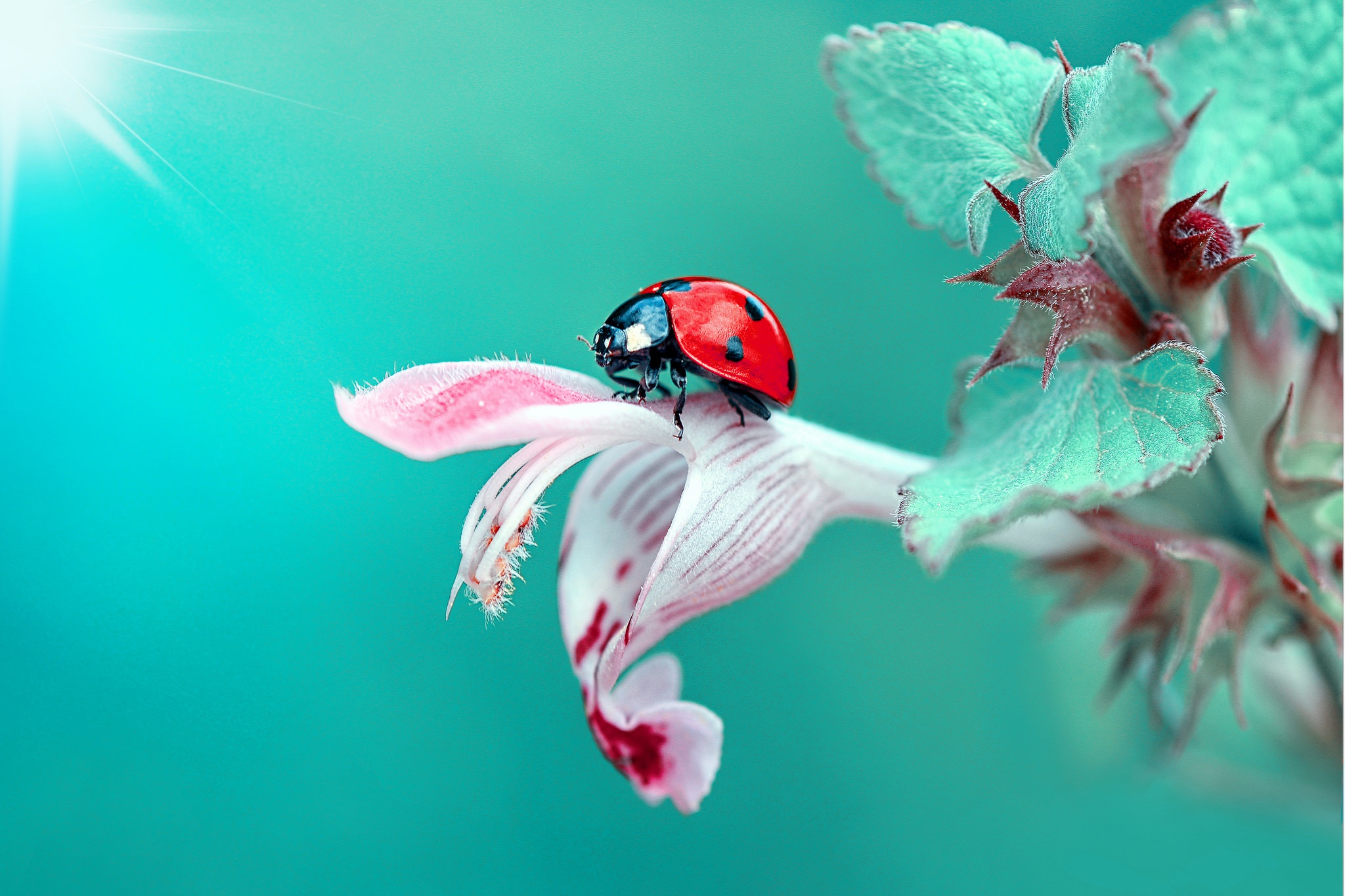 Download mobile wallpaper Macro, Insect, Animal, Ladybug, Teal for free.