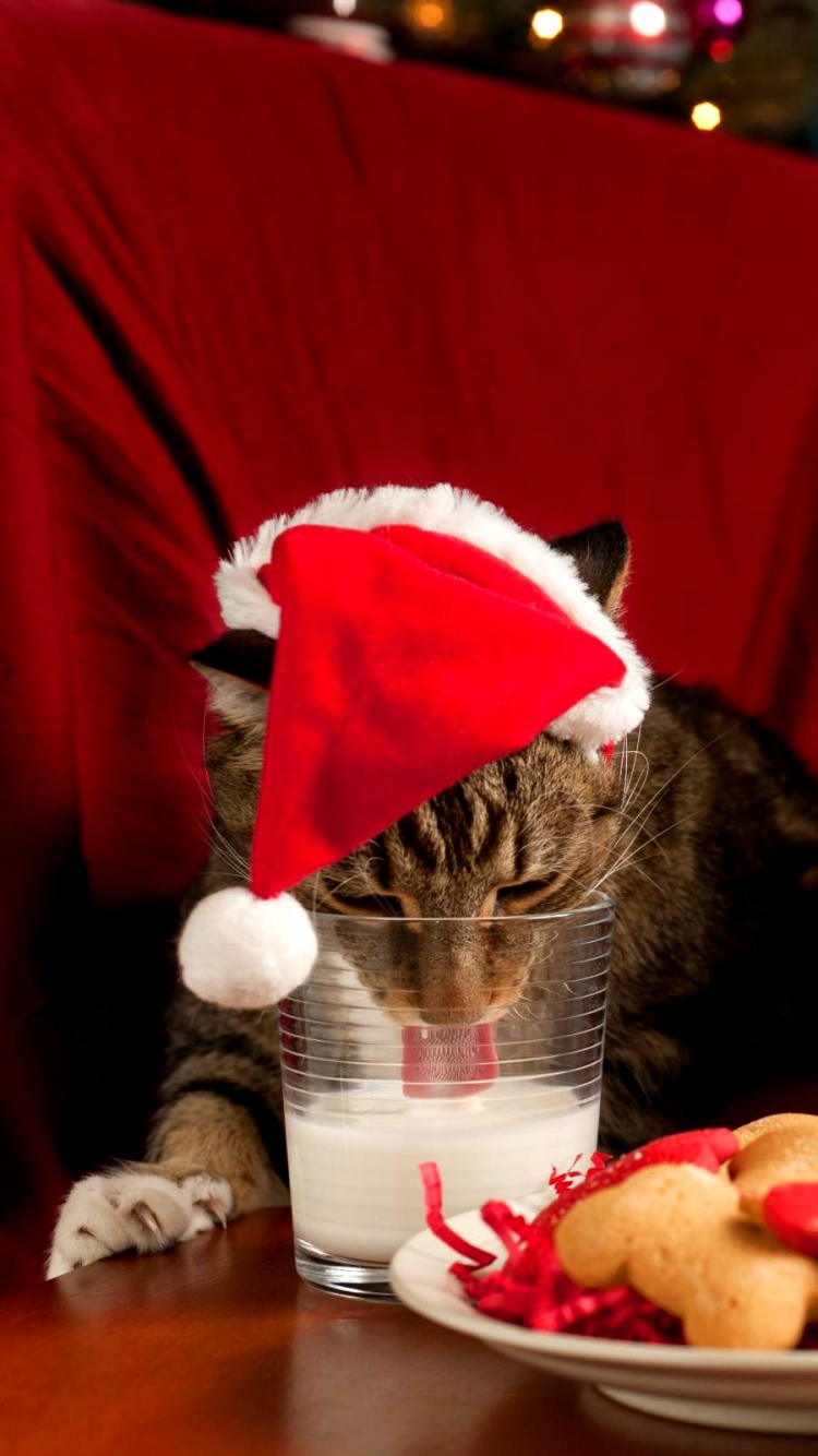 Baixar papel de parede para celular de Animais, Natal, Gato, Cão, Bolacha, Gorro Do Papai Noel, Gato & Cão gratuito.