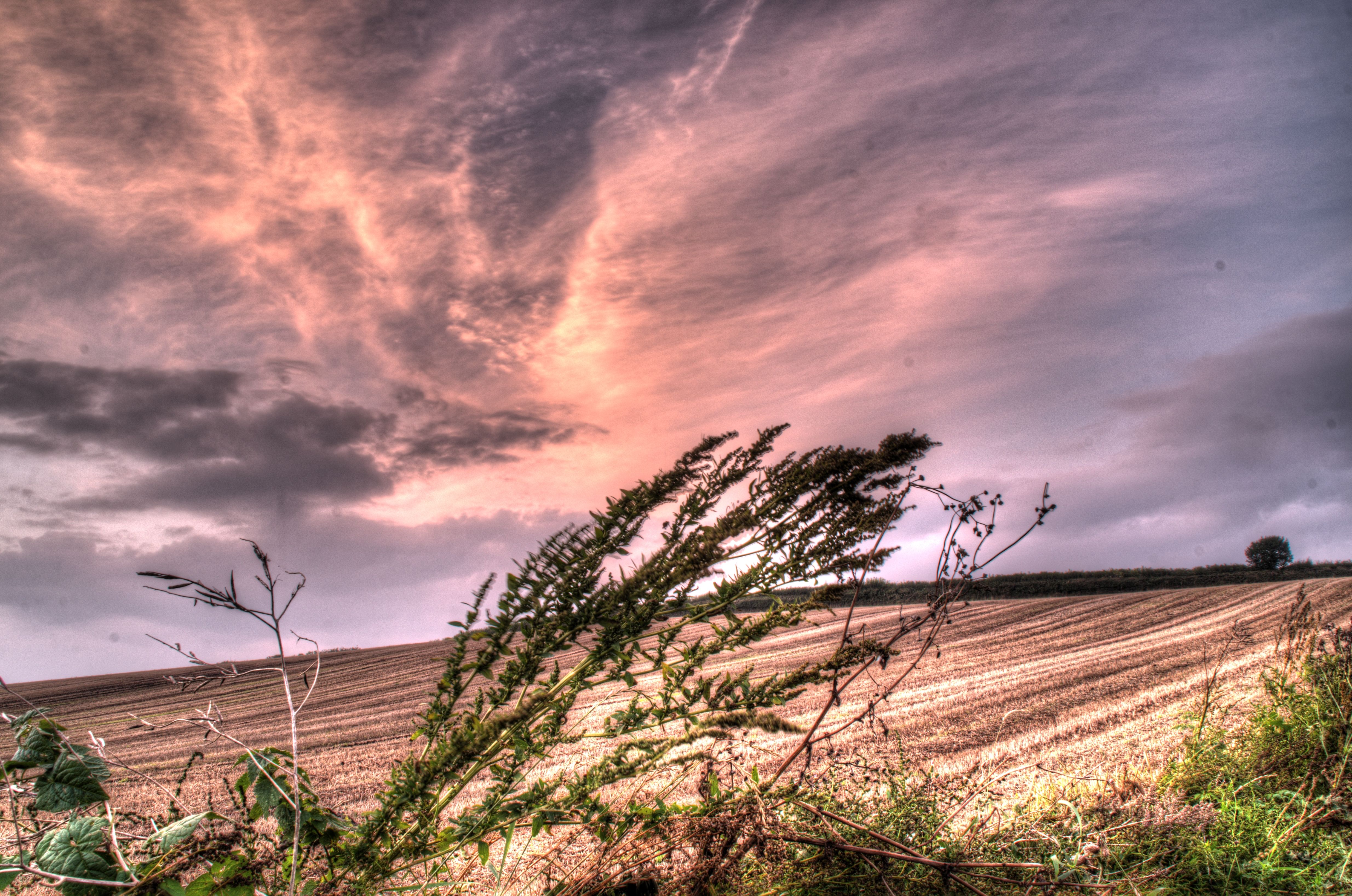 Handy-Wallpaper Feld, Erde/natur kostenlos herunterladen.