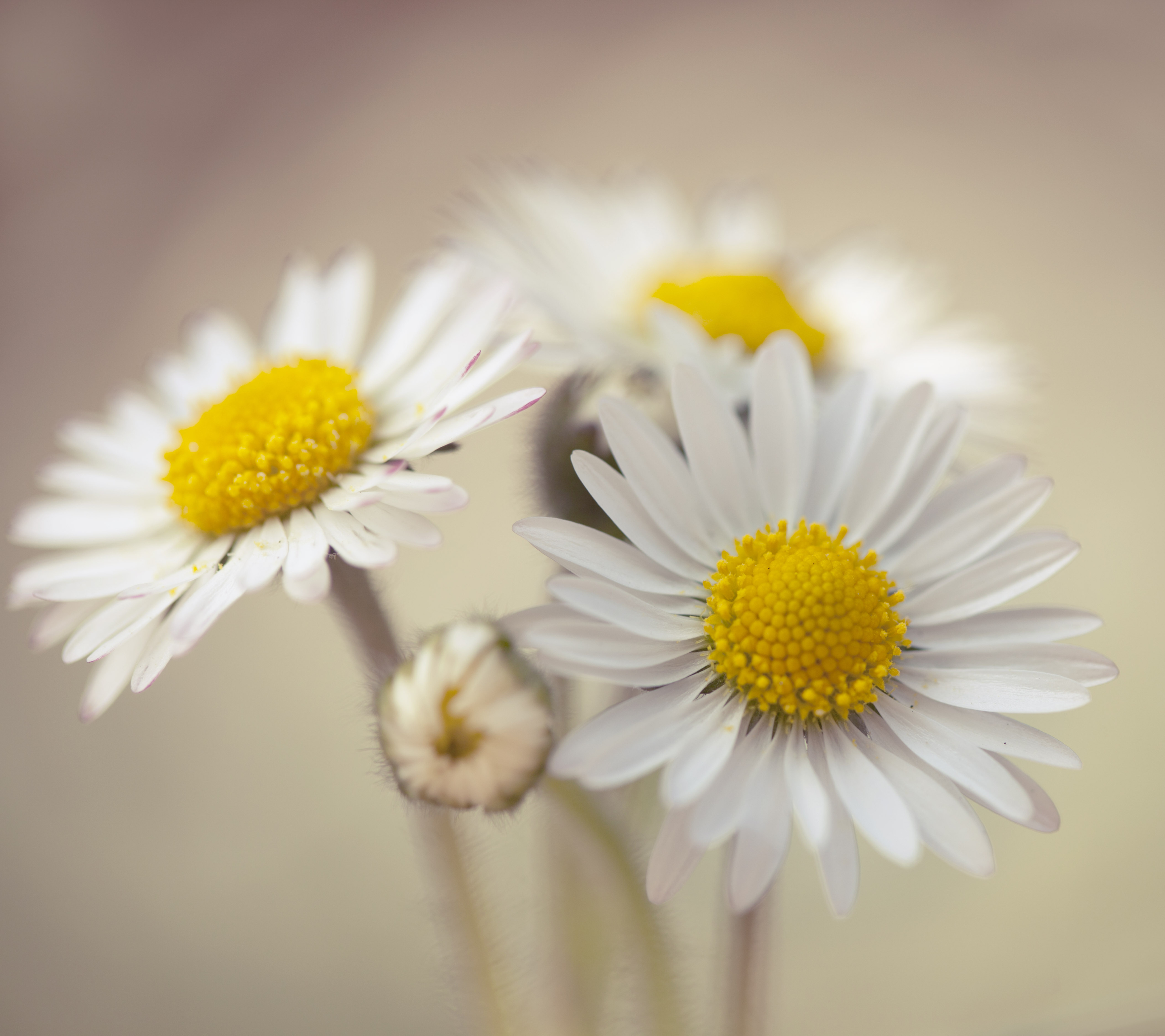 Free download wallpaper Daisy, Flowers, Earth on your PC desktop