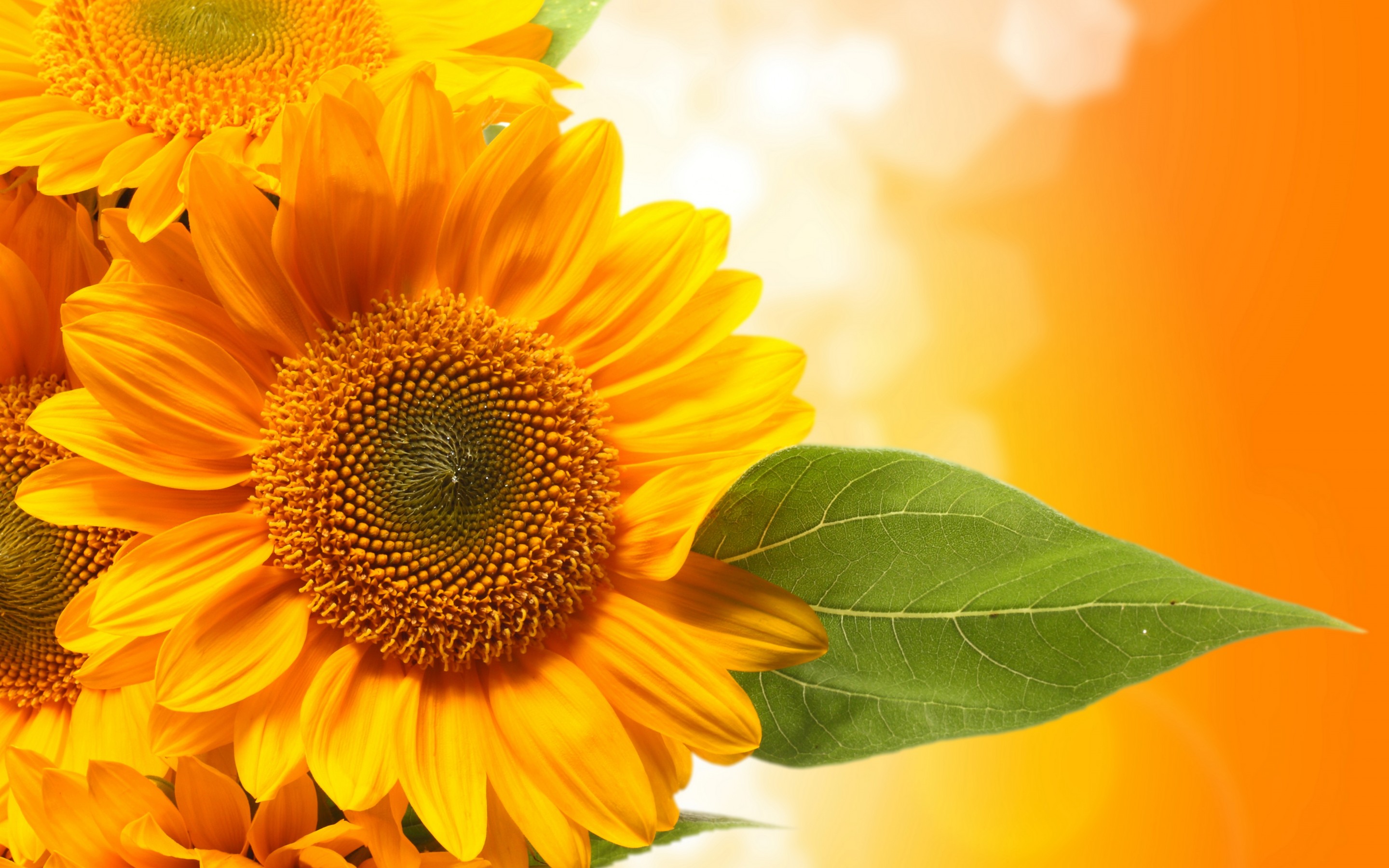 Download mobile wallpaper Sunflower, Flowers, Earth for free.