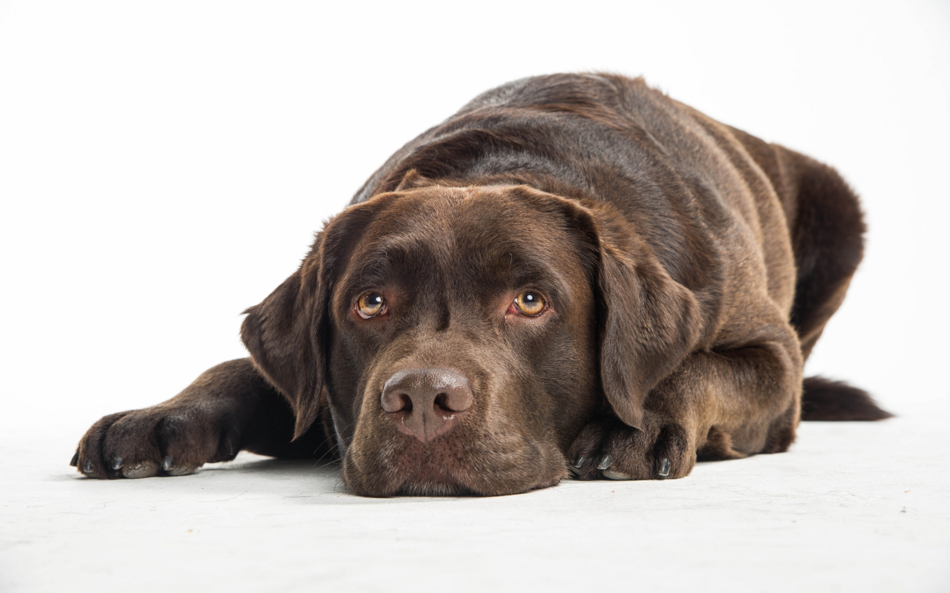 PCデスクトップに犬, 動物画像を無料でダウンロード