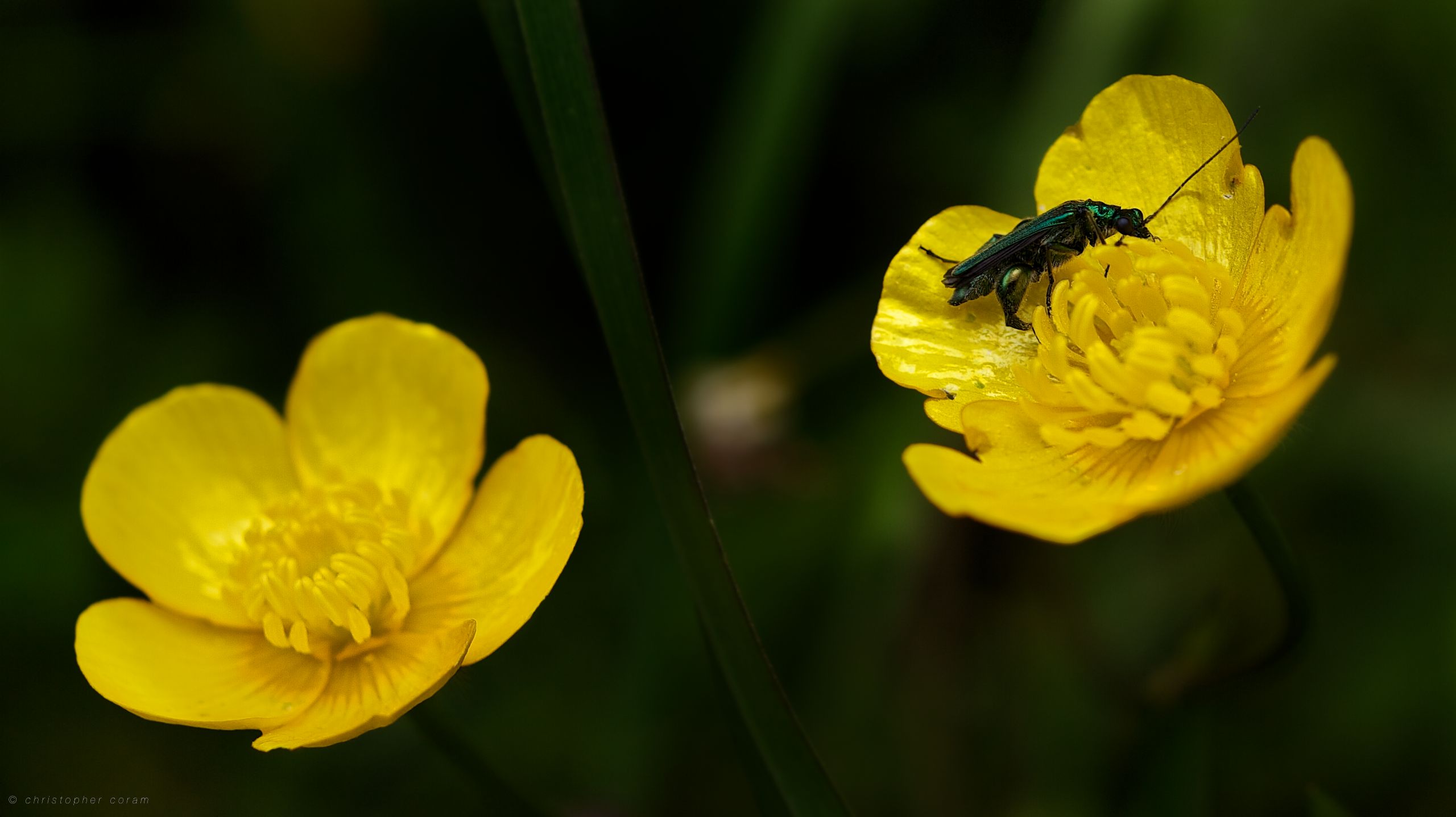 animal, insect, bug, buttercup, flower, macro, yellow